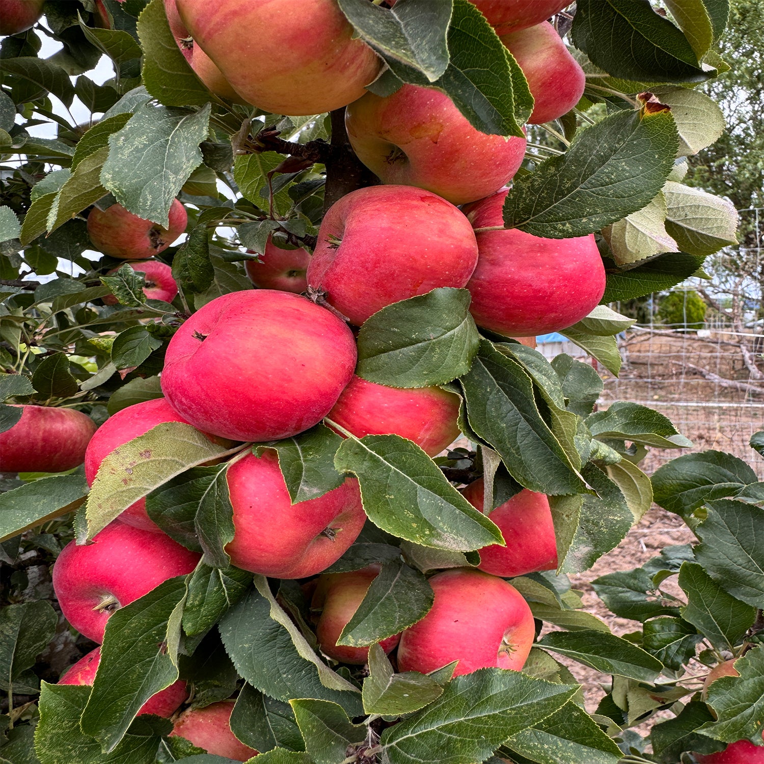 Crabapple Sugar Tyme – Plant Me Green