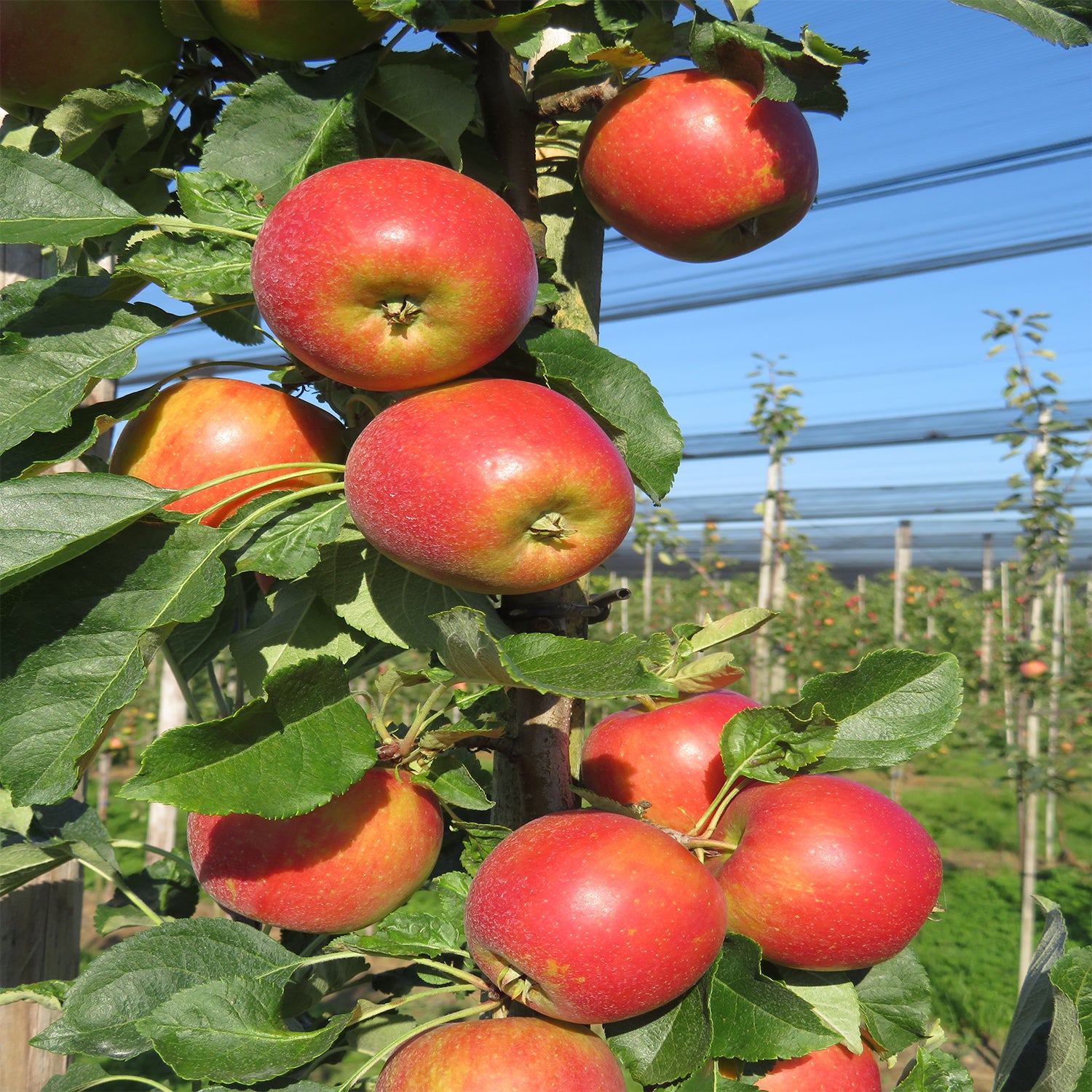 Crabapple Sugar Tyme – Plant Me Green