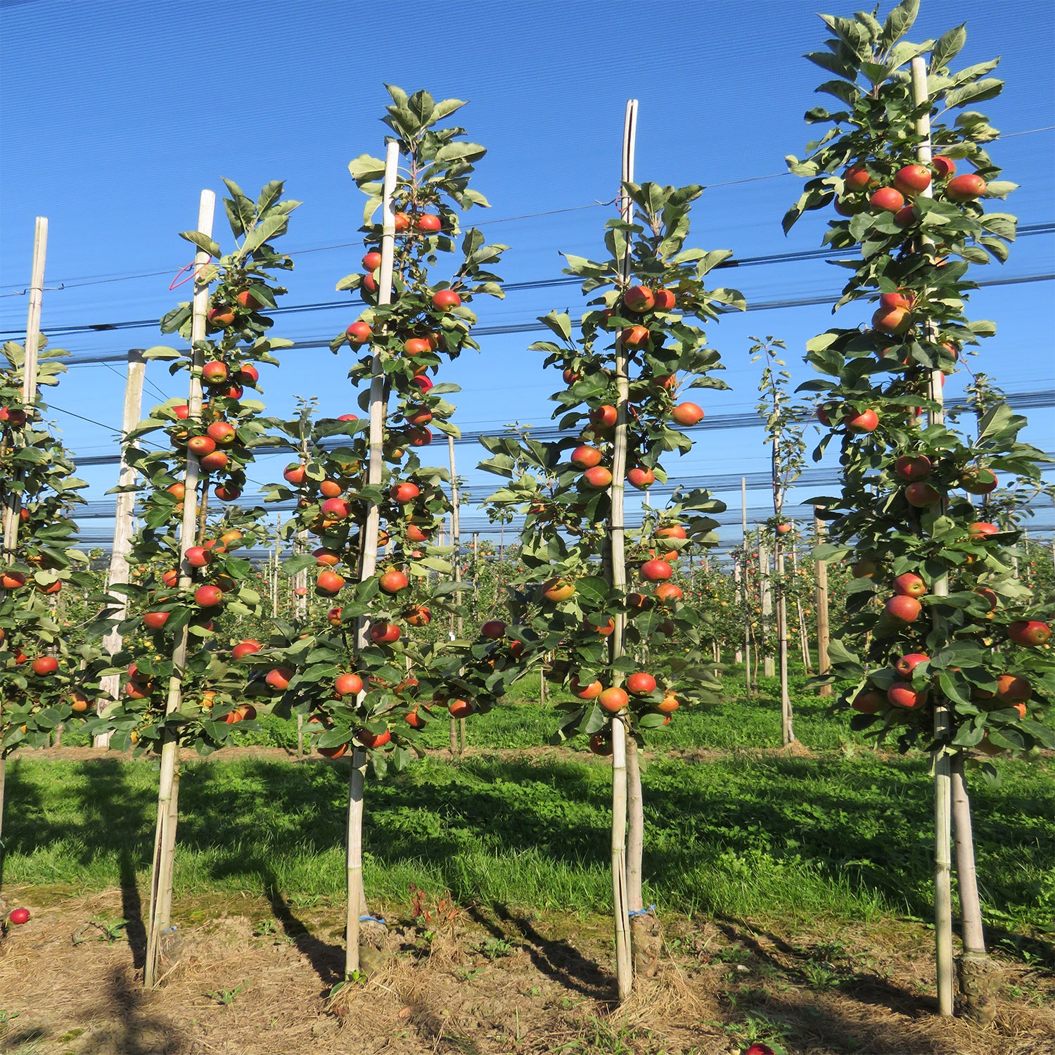 n*c様 niceness treece Crabapple Sugar Tyme – Plant Me Green