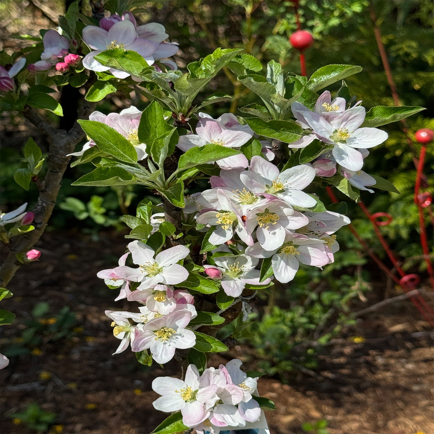 Crabapple Sugar Tyme – Plant Me Green