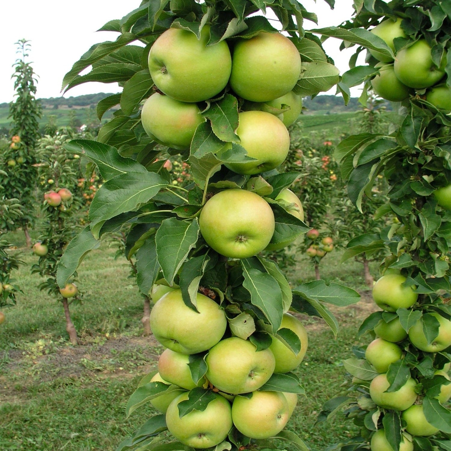 Crabapple Sugar Tyme – Plant Me Green