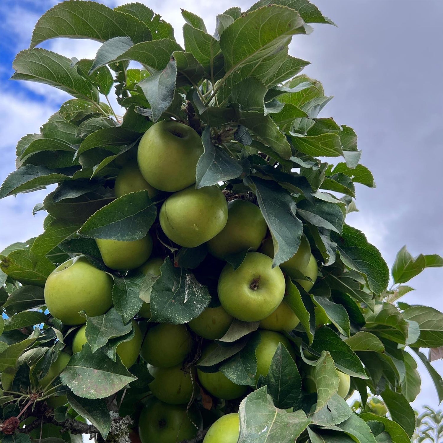 Crabapple Sugar Tyme – Plant Me Green