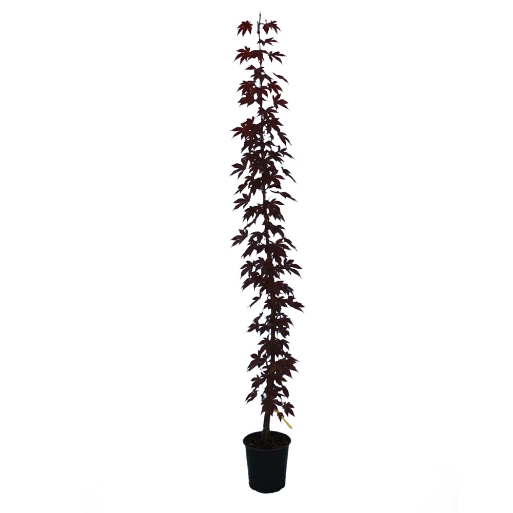 Maple - Japanese Atropurpureum – Plant Me Green