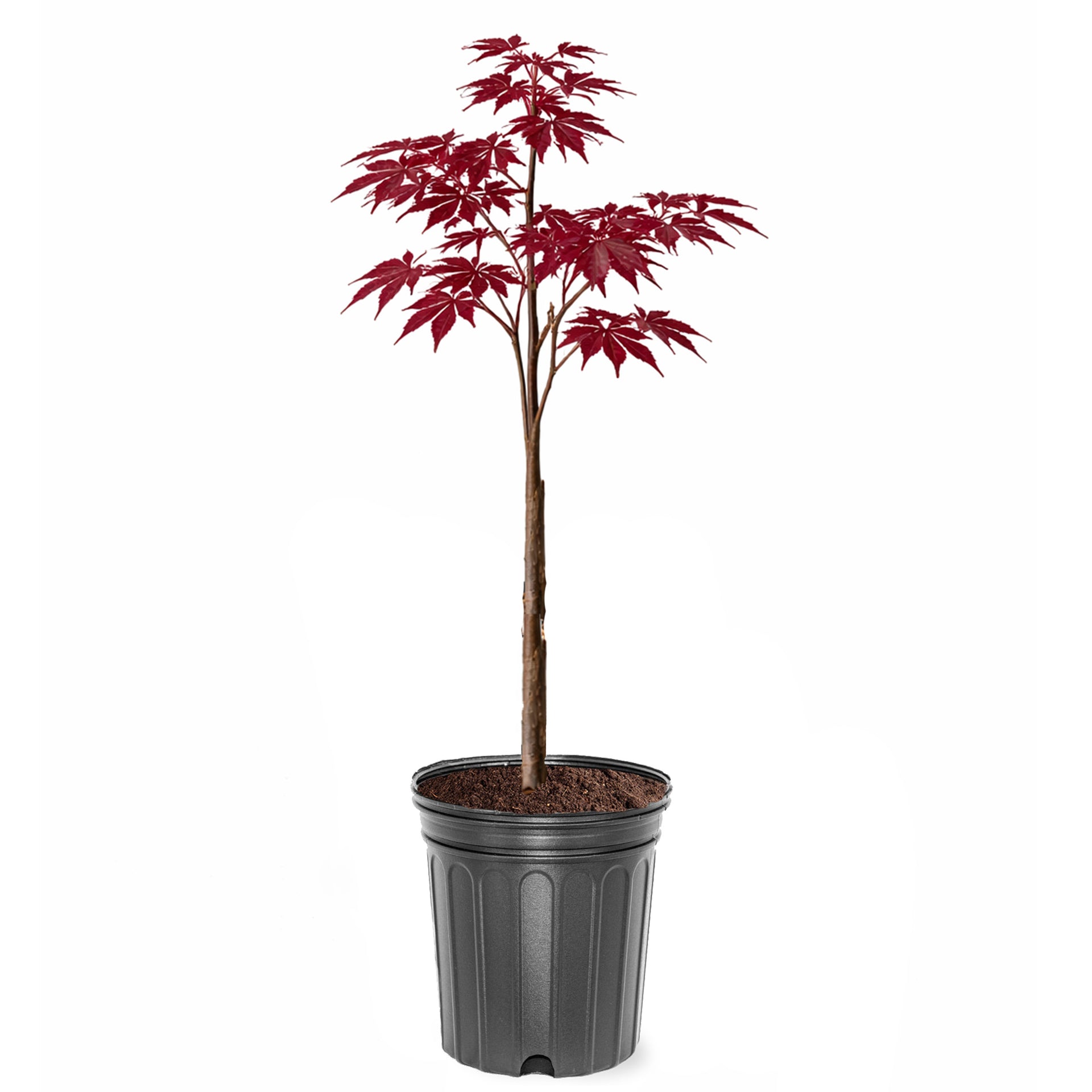 Maple