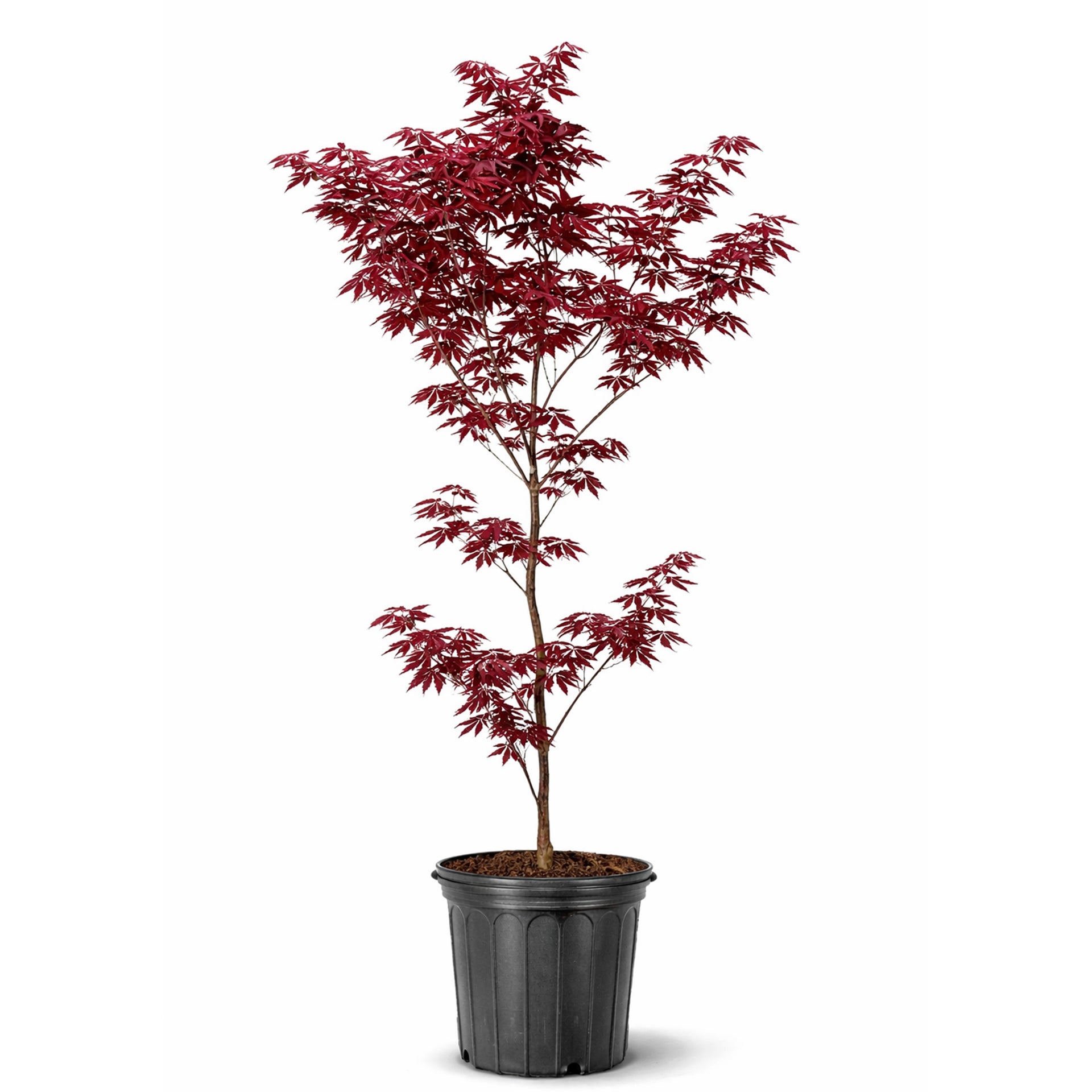 Maple