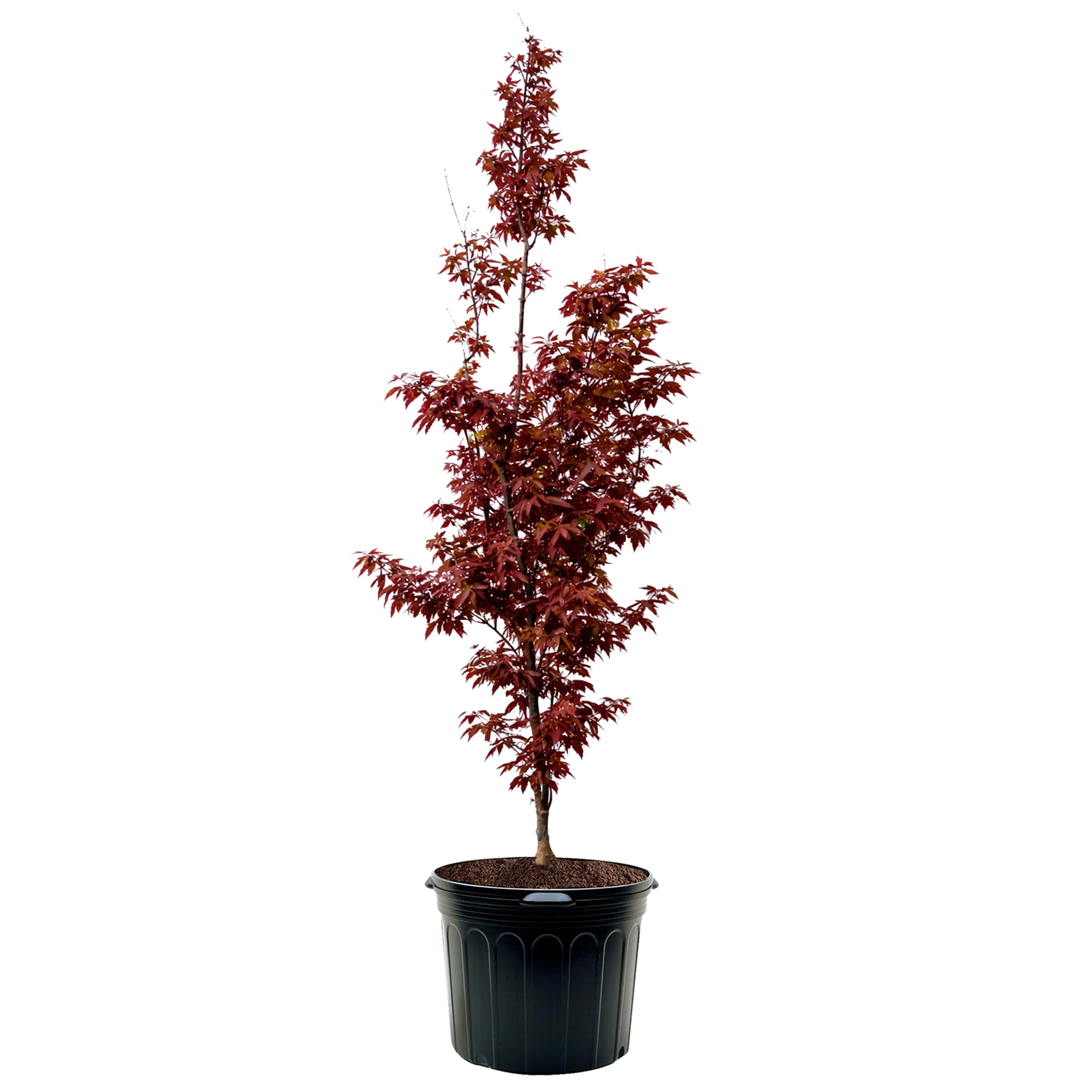 その他 red tree Maple - Japanese Twombly's Red Sentinel – Plant Me Green