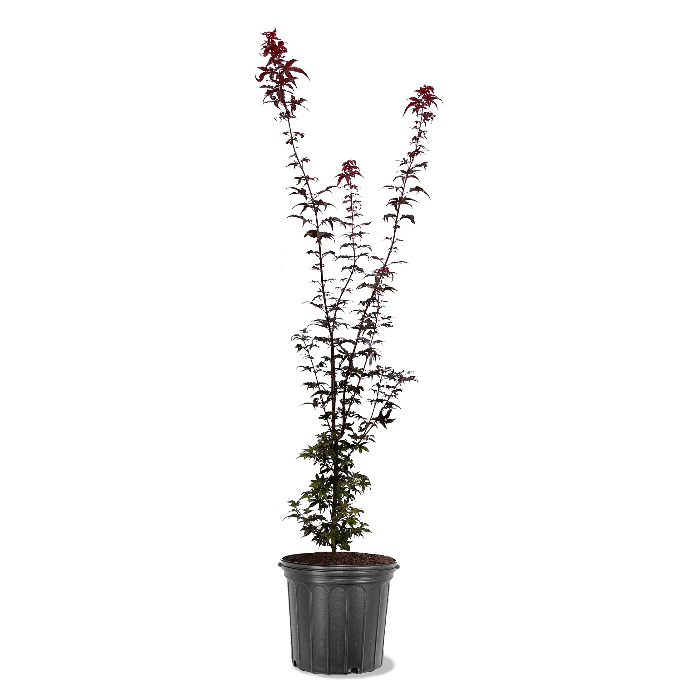 Maple - Japanese Twombly's Red Sentinel – Plant Me Green