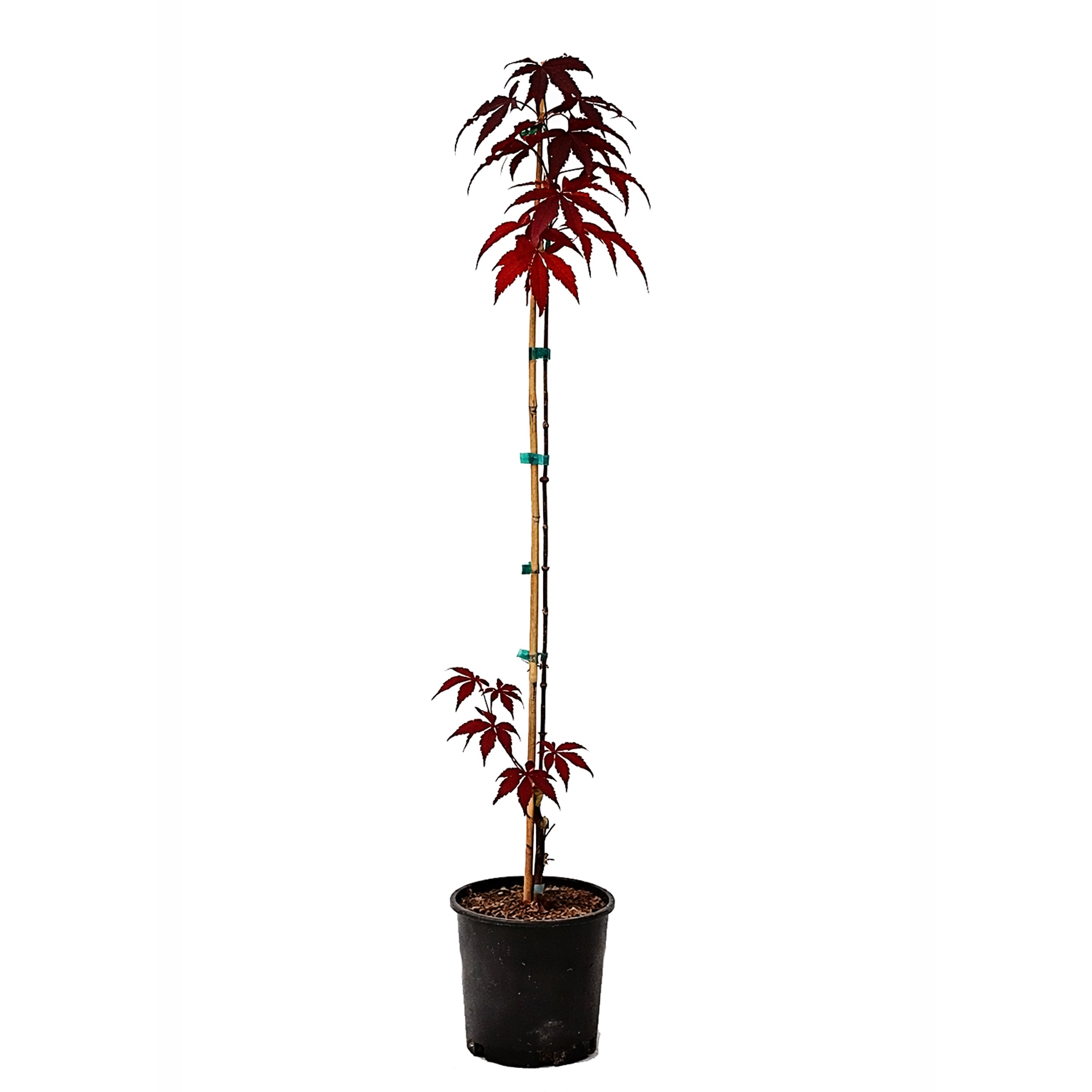 Maple - Japanese Twombly's Red Sentinel – Plant Me Green
