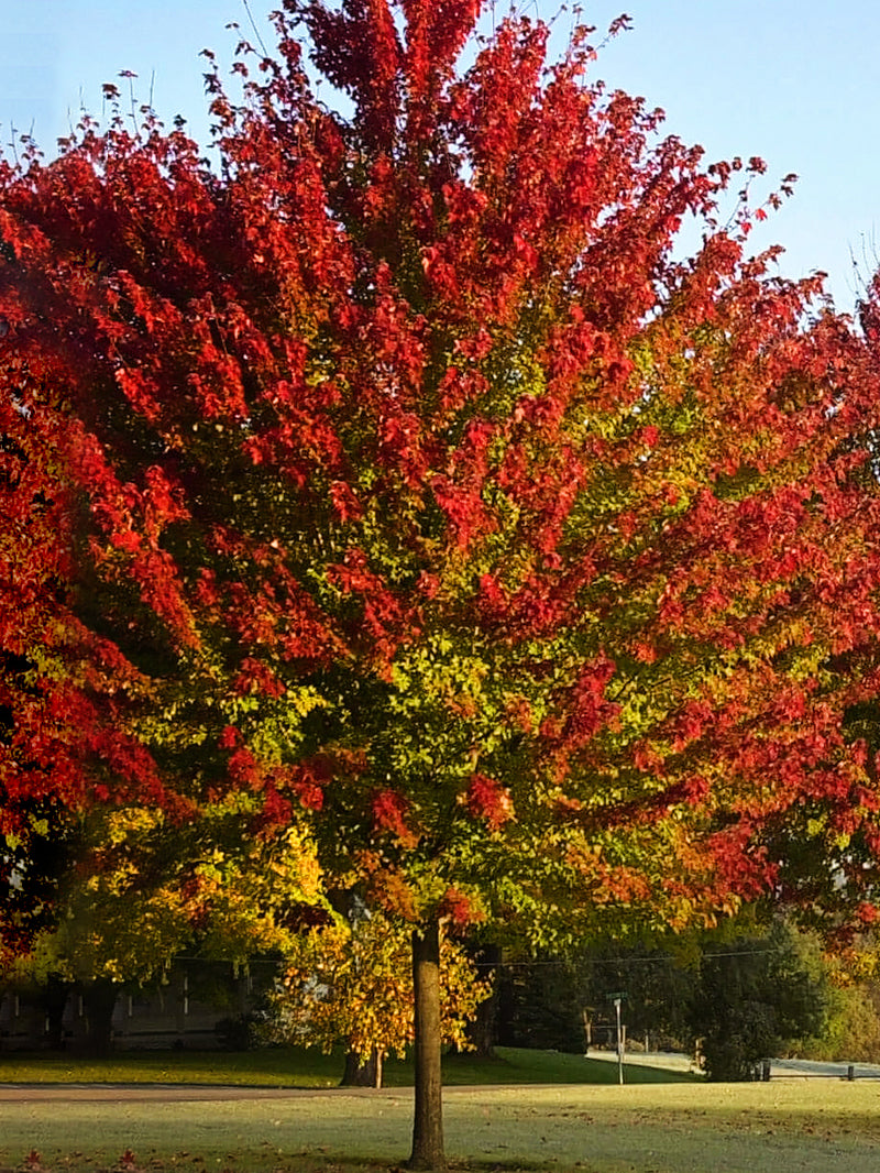Maple - Summer Red – Plant Me Green
