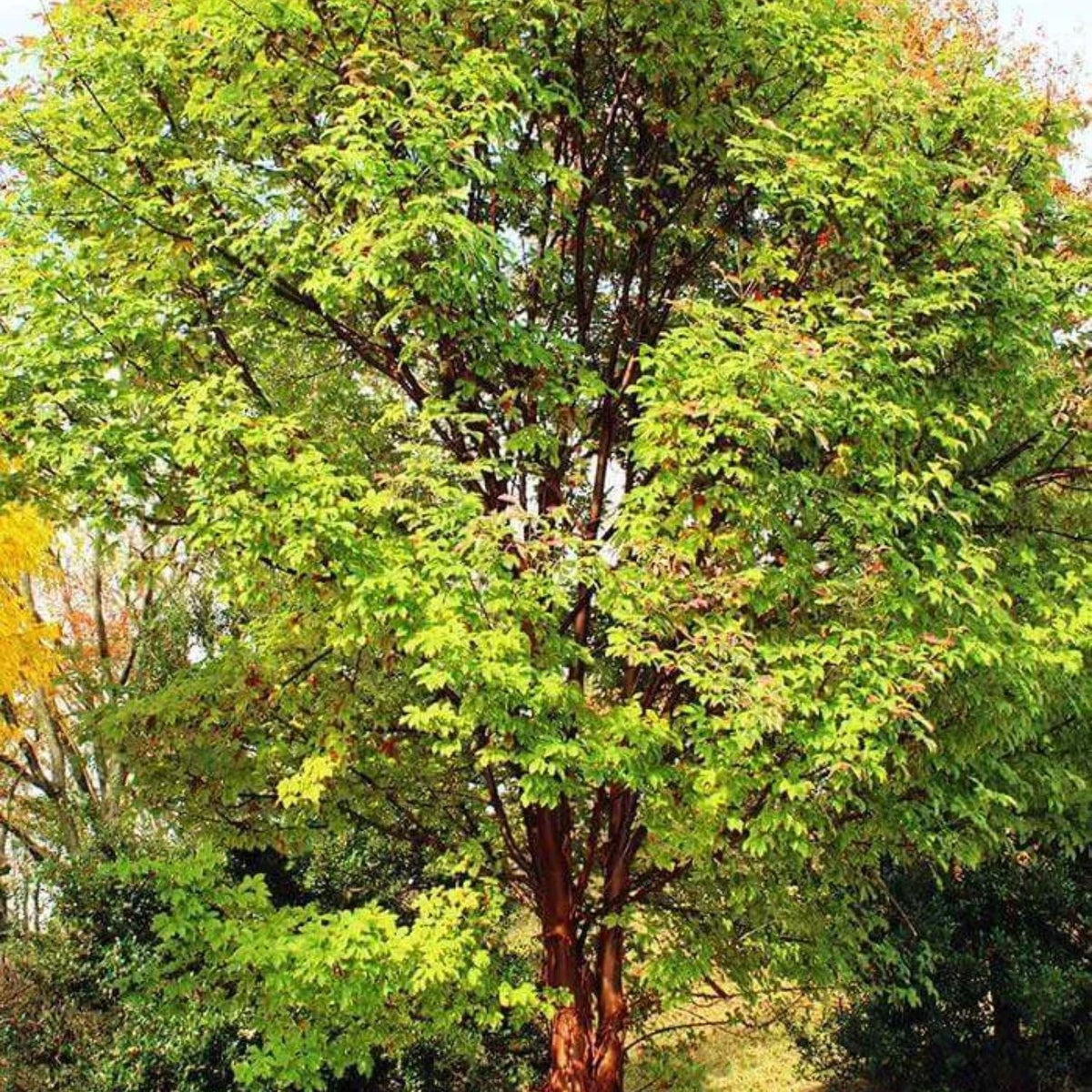 Maple - Paperbark – Plant Me Green
