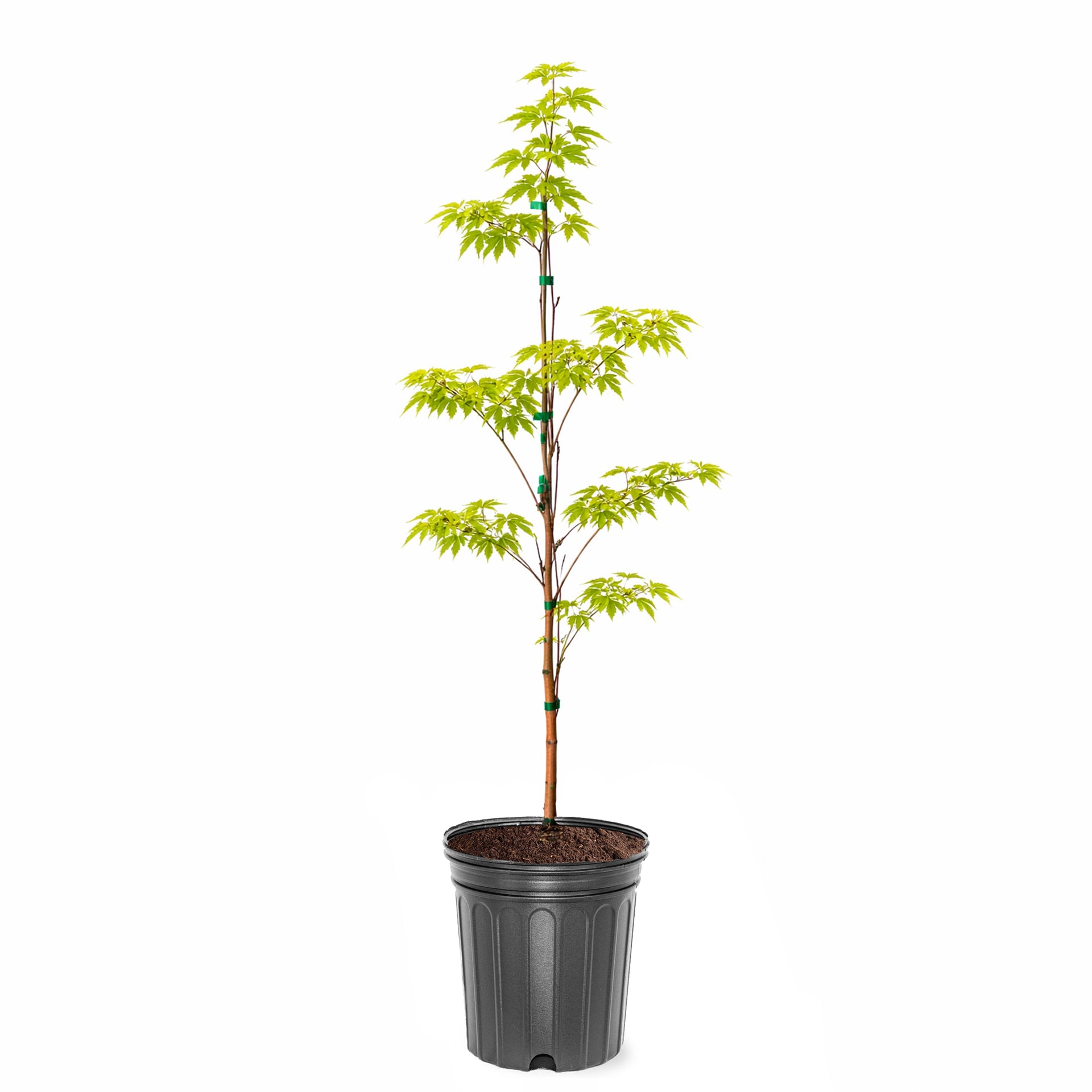 Maple