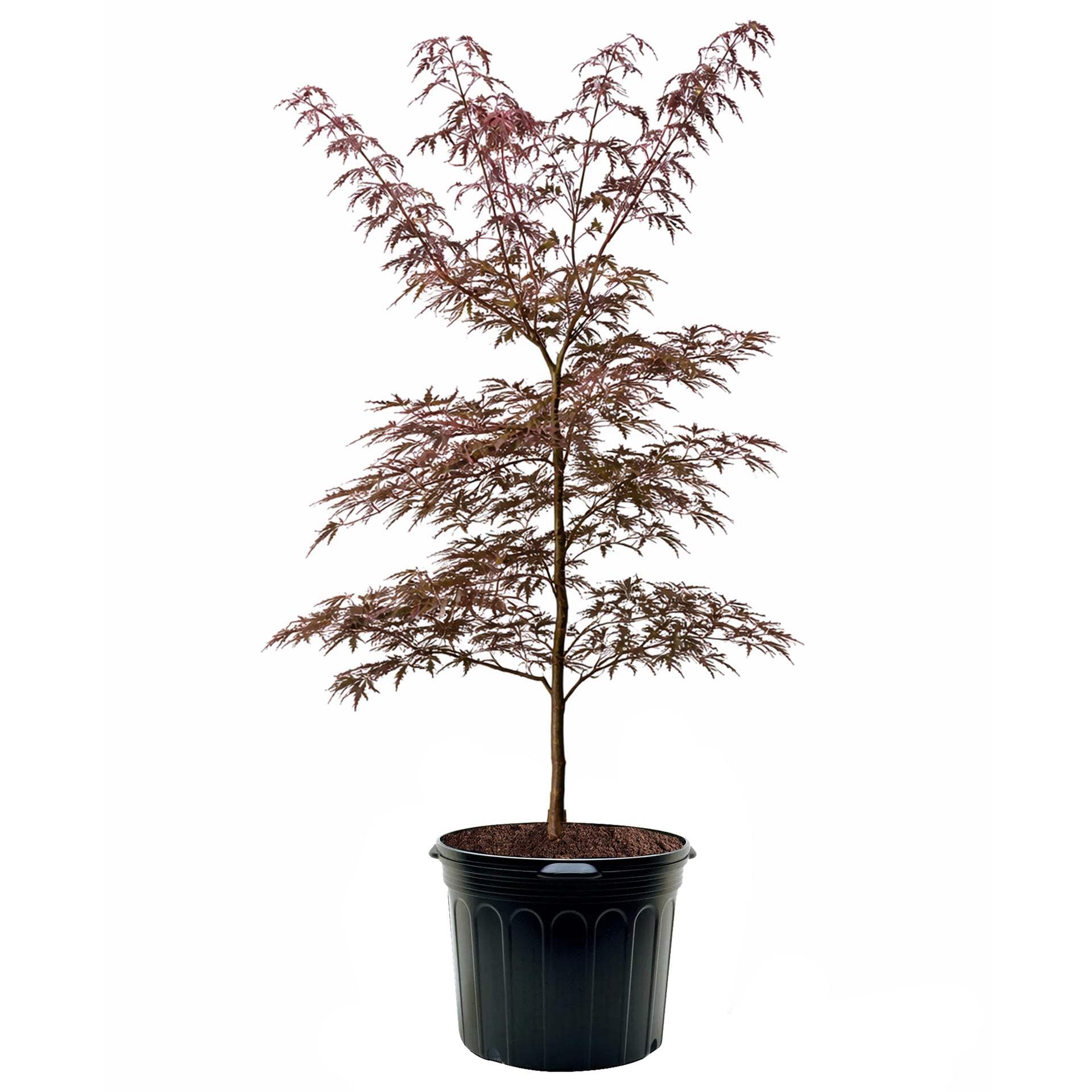 Maple