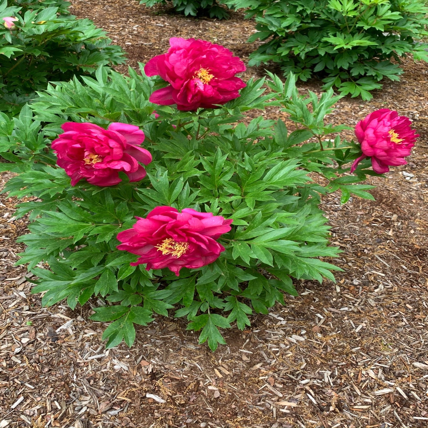 Peony - Garden Candy® Hot Tamale™ Itoh – Plant Me Green