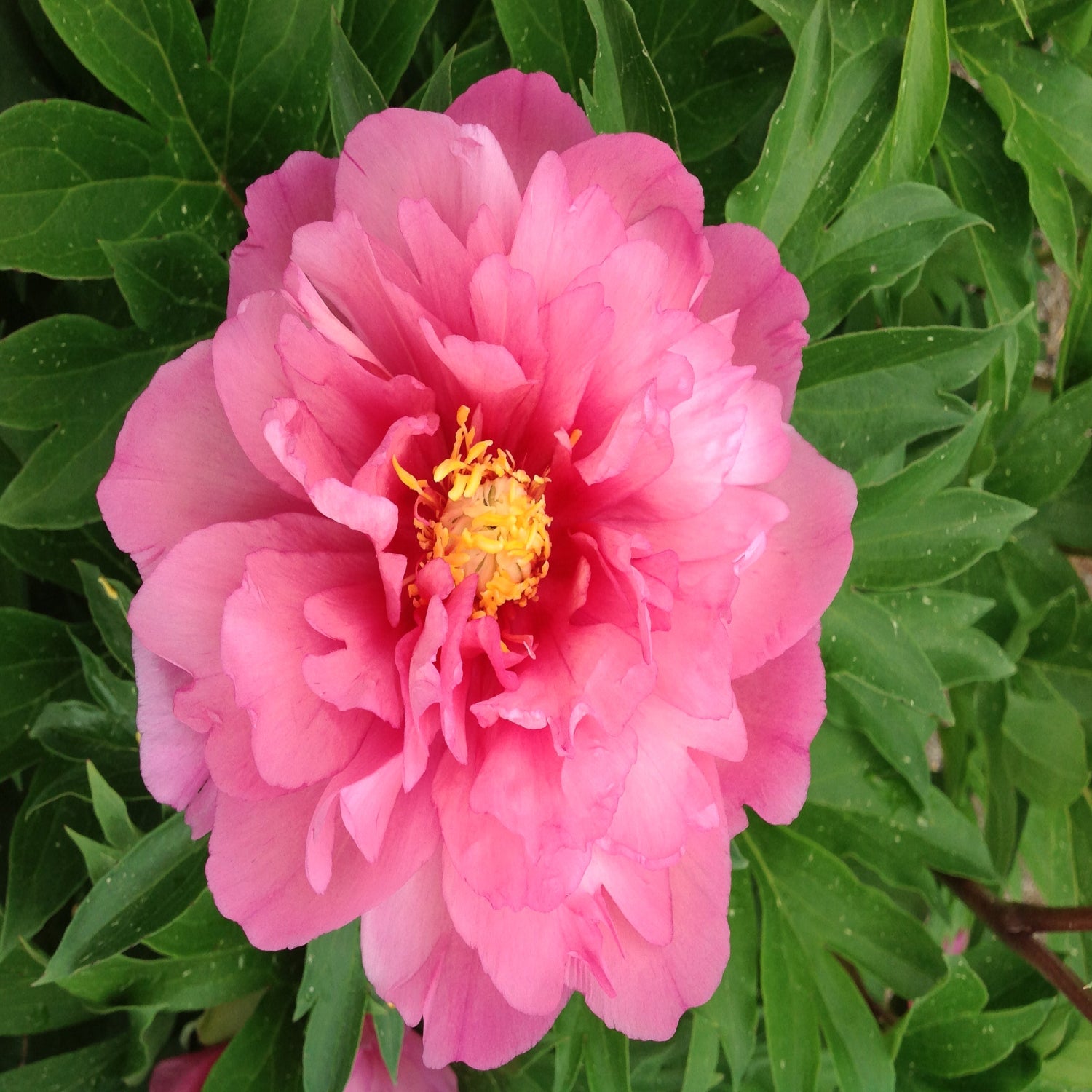 Peony - Garden Candy® Strawberry Swirl Itoh – Plant Me Green