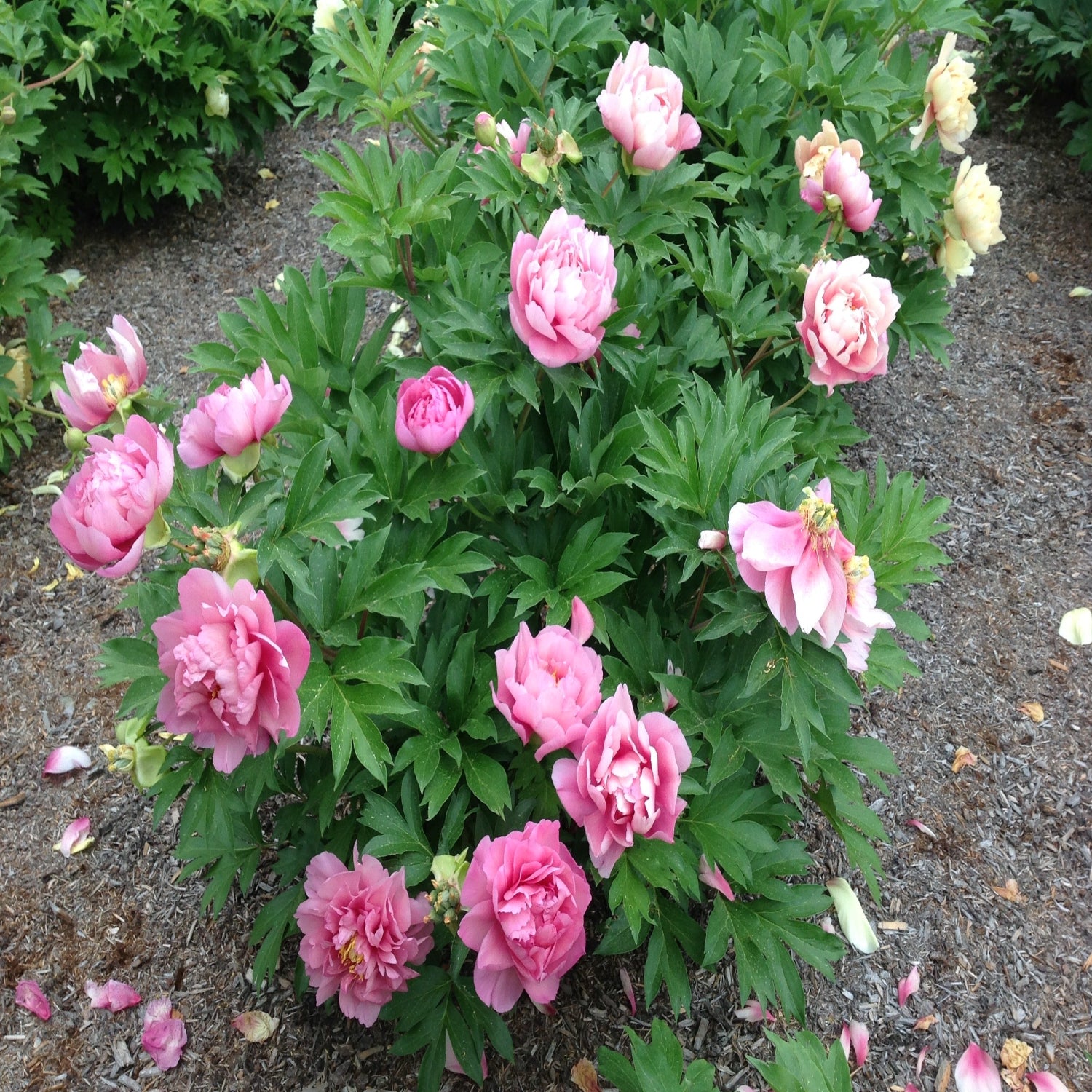 Peony - Garden Candy® Strawberry Swirl Itoh – Plant Me Green