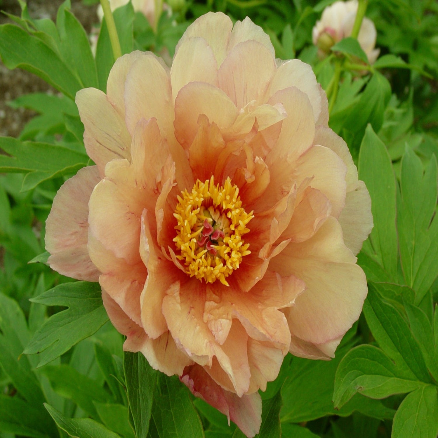 Peony - Garden Candy® Summer Sunset Itoh – Plant Me Green