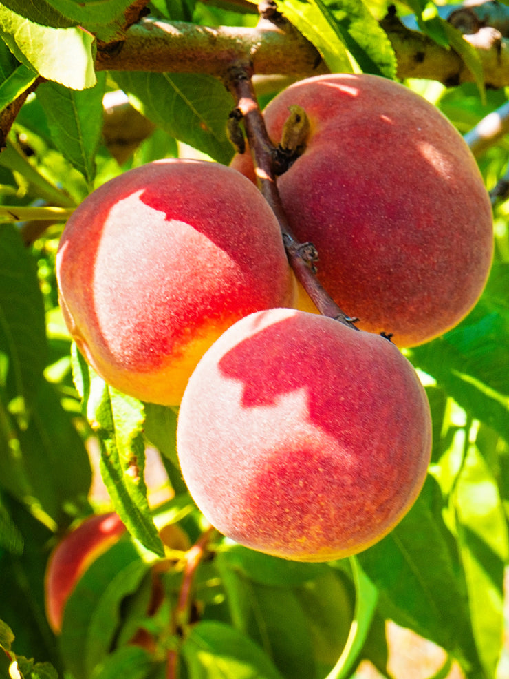 Fruit Trees | Cresthaven Peach Trees – Plant Me Green