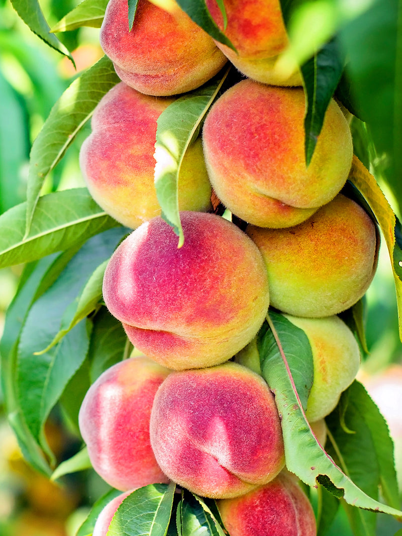 Early Grande Peach | Peach Trees for Sale – Plant Me Green
