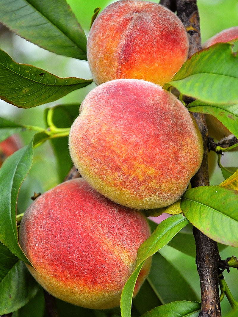 Peach Trees - June Red – Plant Me Green