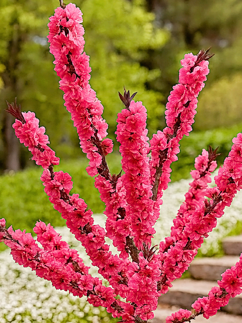 Ruby Peah Patio Peach Trees - Ruby Ruffle – Plant Me Green