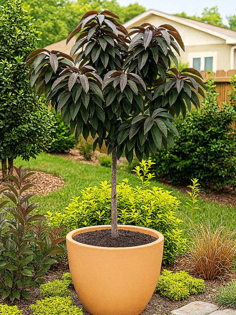 Rustic Peach Tree Patio Peach Trees - Ruby Ruffle – Plant Me Green