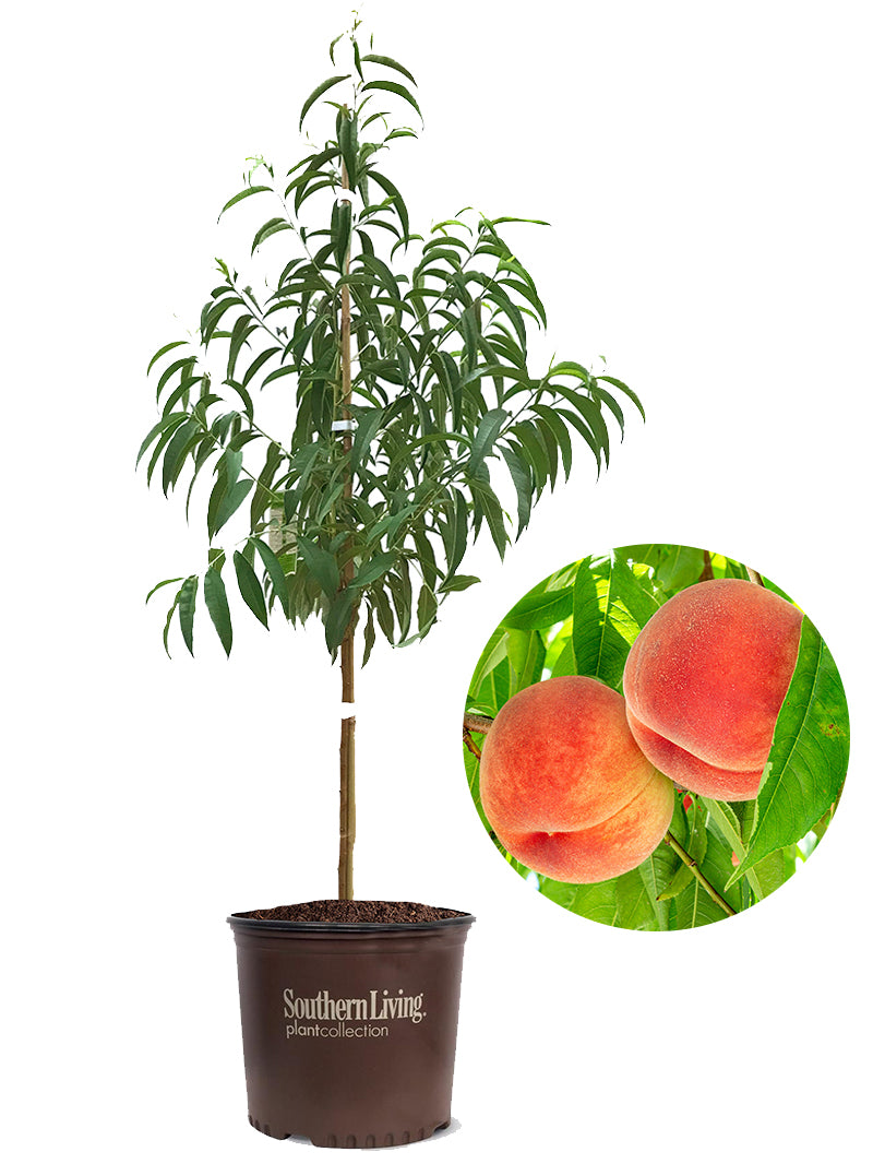 Peach Trees - Southern Living® Ruby Princess – Plant Me Green