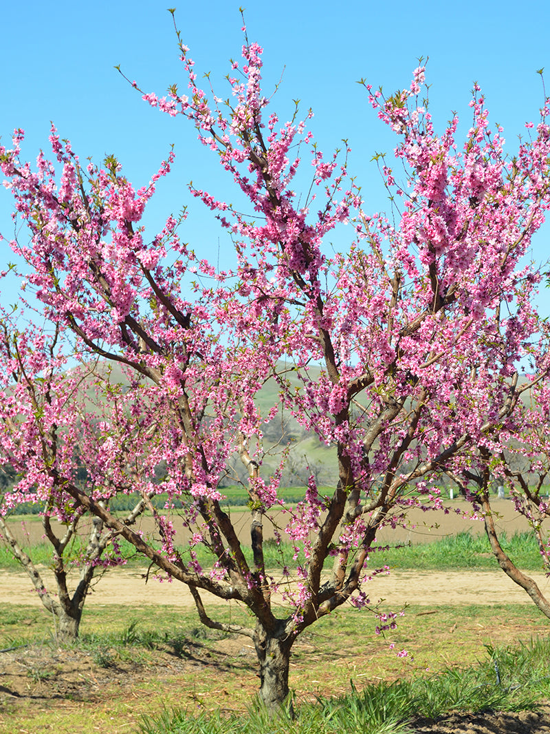 Rustic Peach Tree Peach Trees - Ruston Red – Plant Me Green