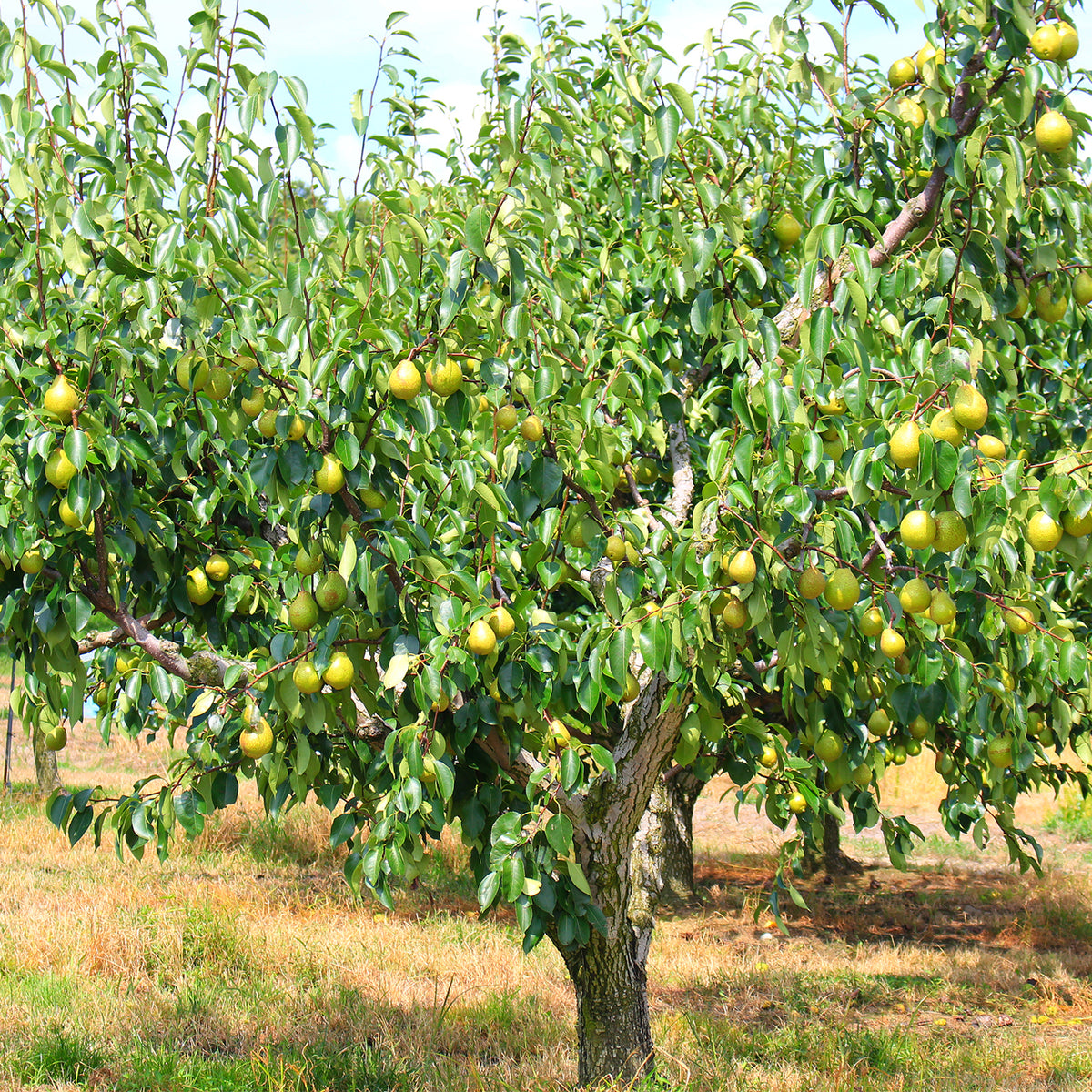 Pear Tree Planting Guide – Plant Me Green