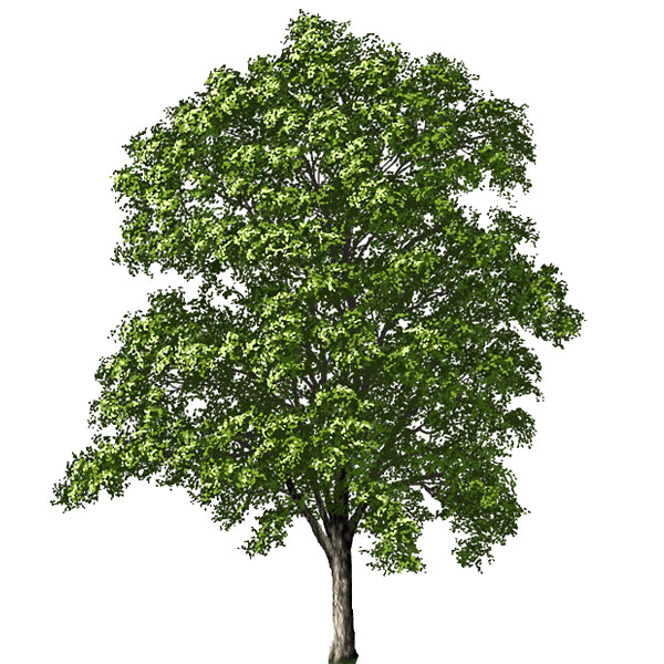 Plants for USDA Zone 8 – Tagged 