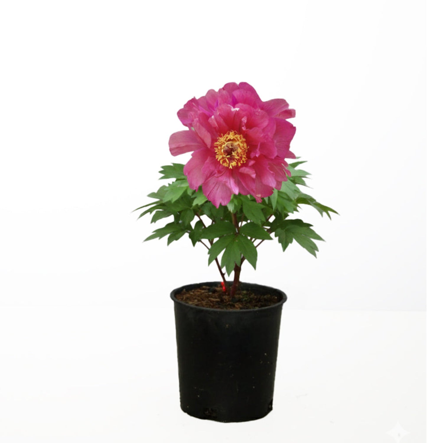 Peony - Garden Candy® Noa Jolie™ Itoh – Plant Me Green