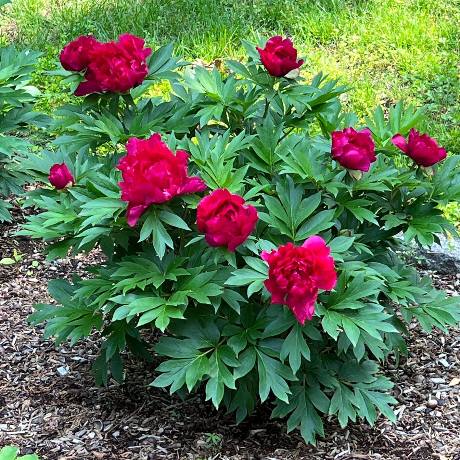 Peony - Garden Candy® Candy Apple Itoh – Plant Me Green