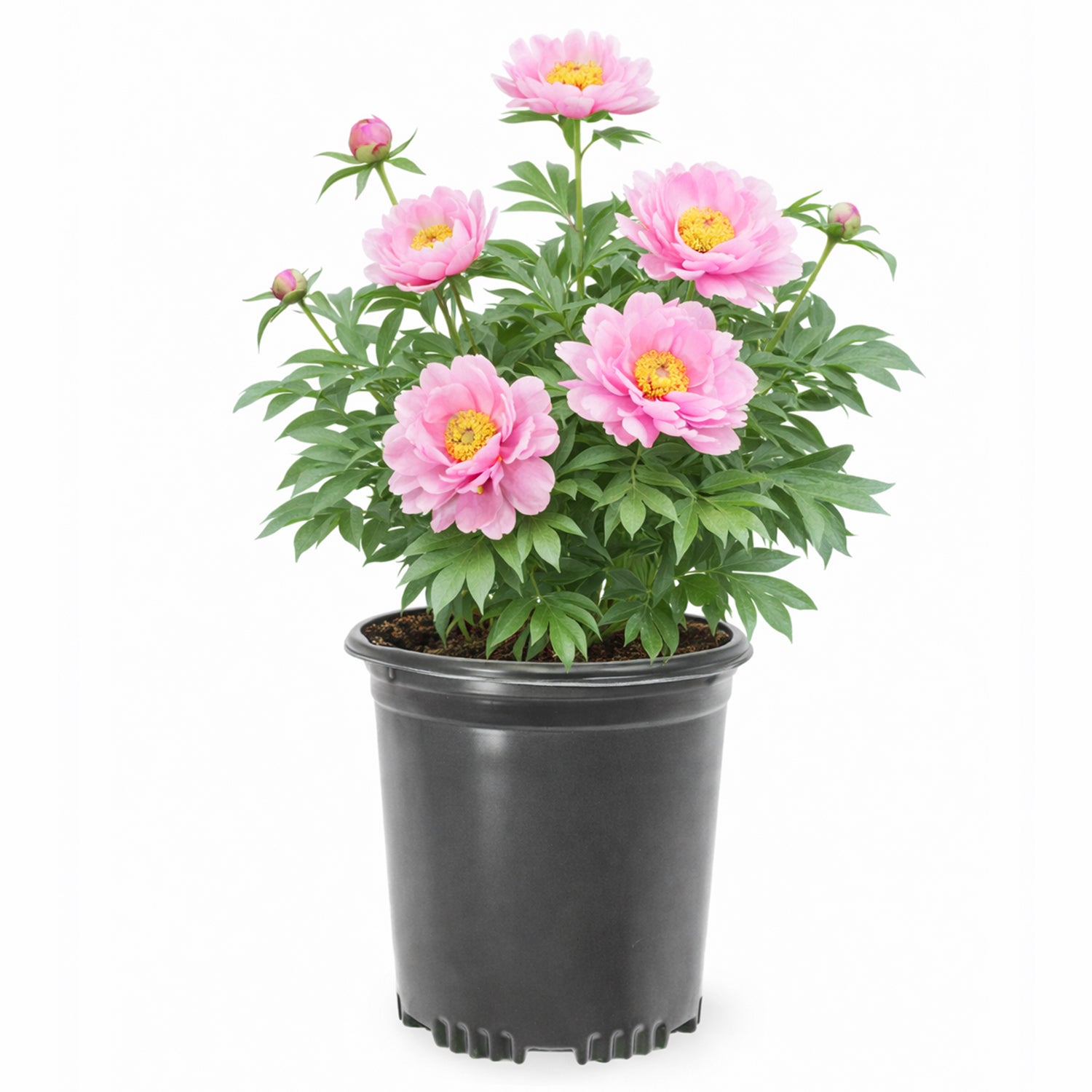 Peony - Garden Candy® Double Bubble Pink™ Itoh – Plant Me Green