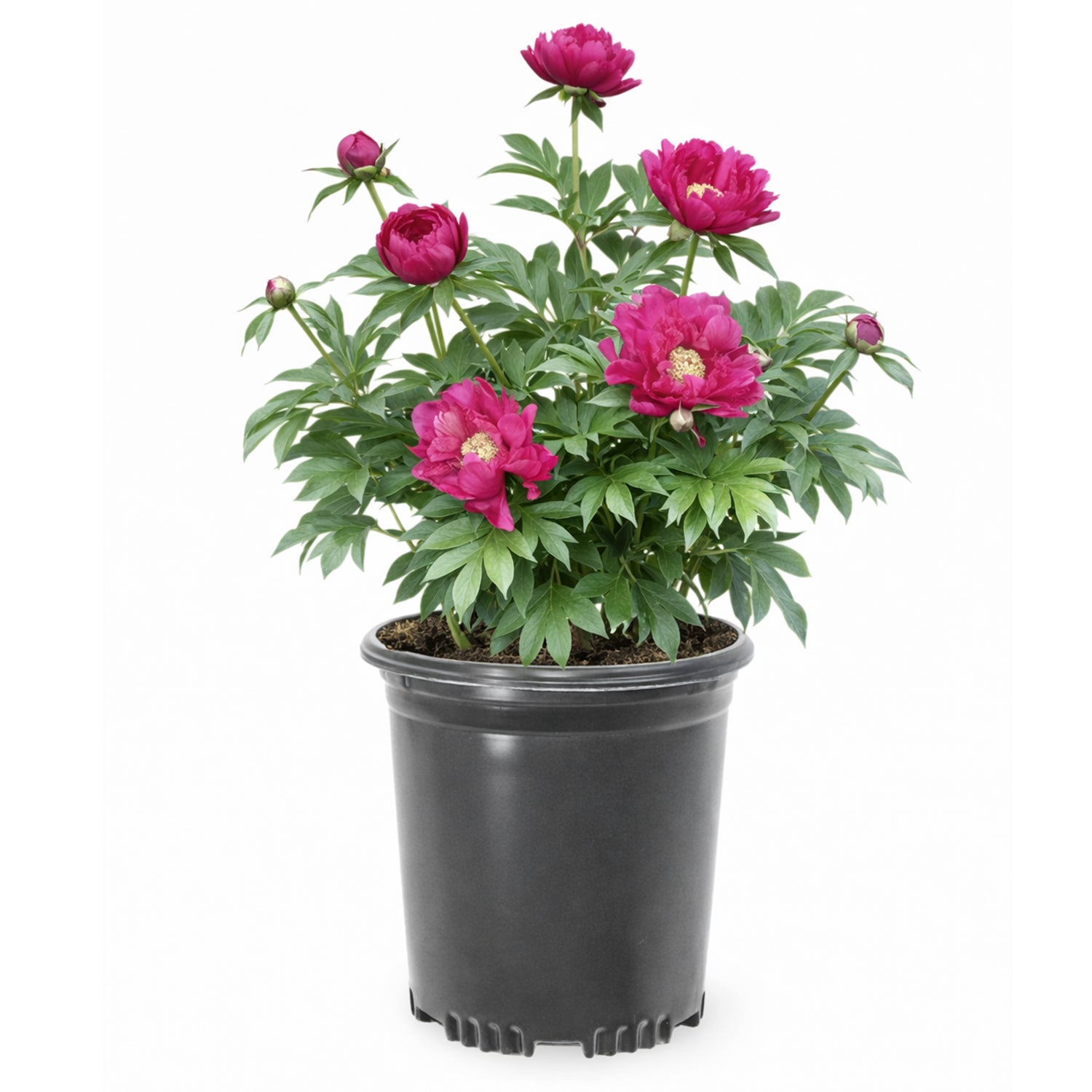 Peony - Garden Candy® Evie Jane Itoh – Plant Me Green