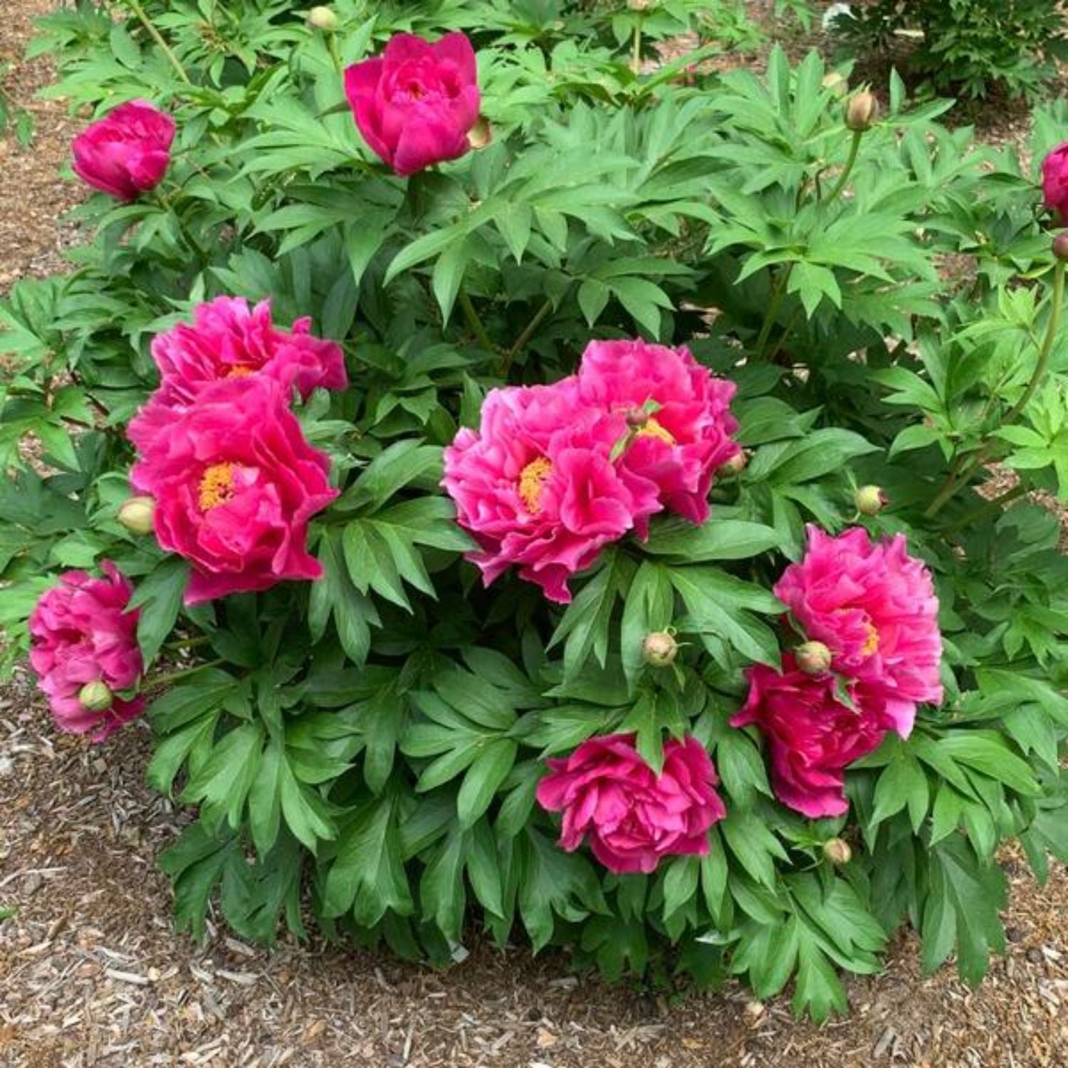 Peony - Garden Candy® Evie Jane Itoh – Plant Me Green