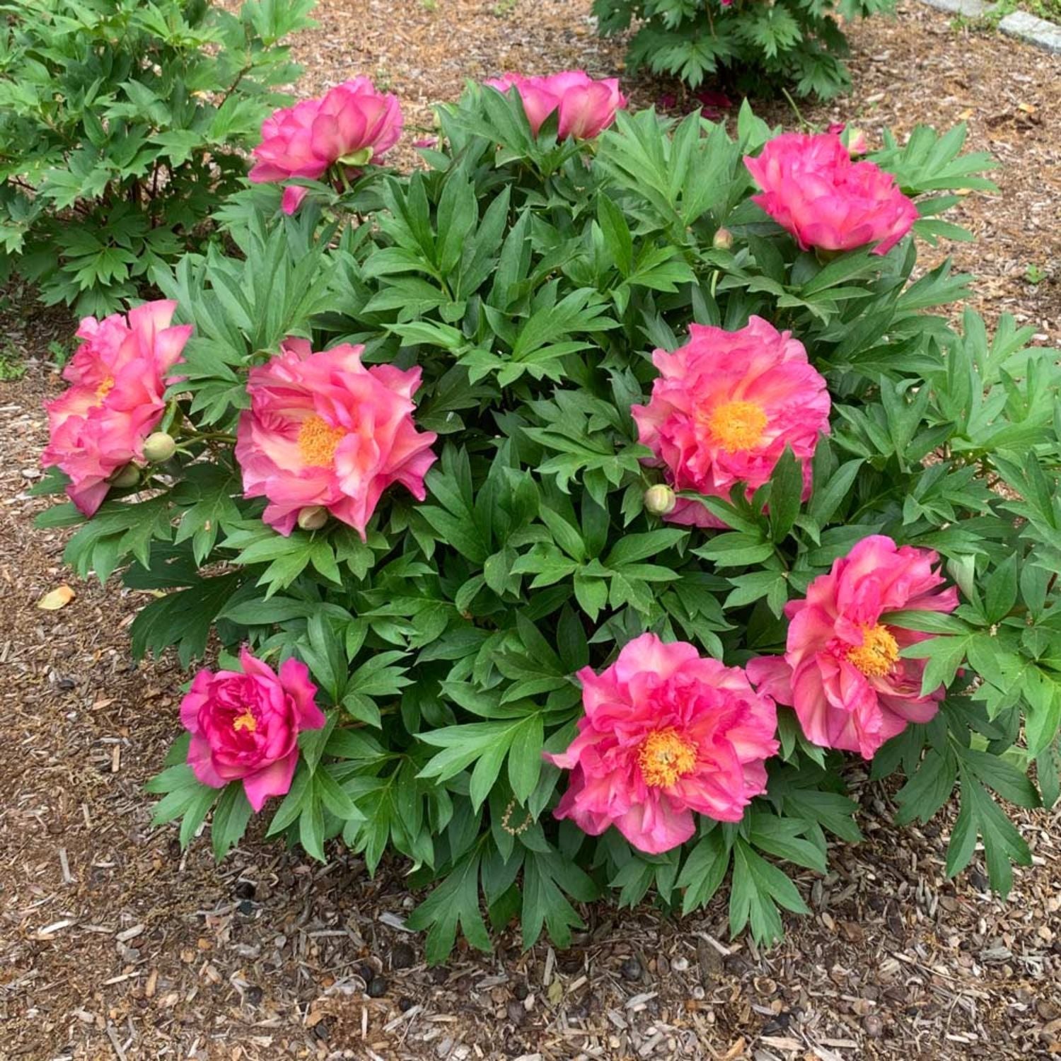 Peony - Garden Candy® Noa Jolie™ Itoh – Plant Me Green