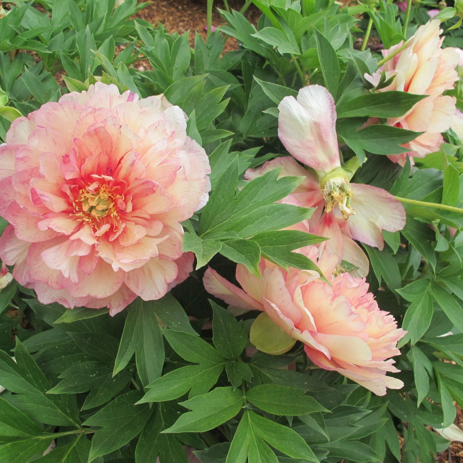 Peony - Garden Candy® Simply Scrumptious™ Itoh – Plant Me Green