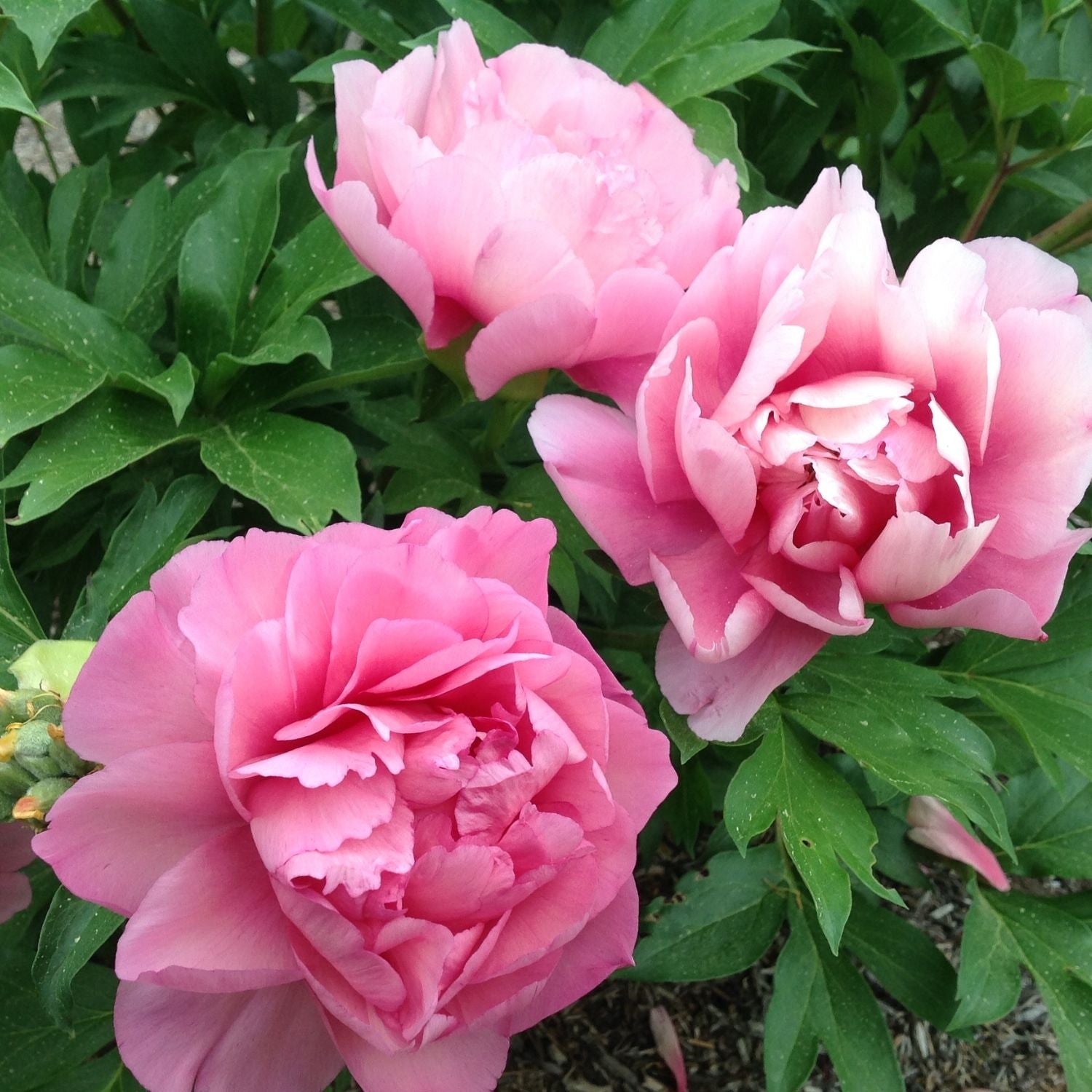 Peony - Garden Candy® Strawberry Swirl Itoh – Plant Me Green
