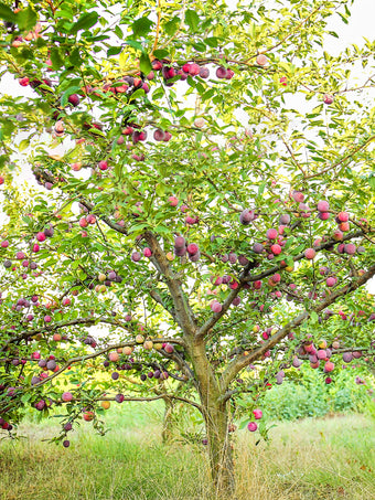 Plum Trees - Methley – Plant Me Green