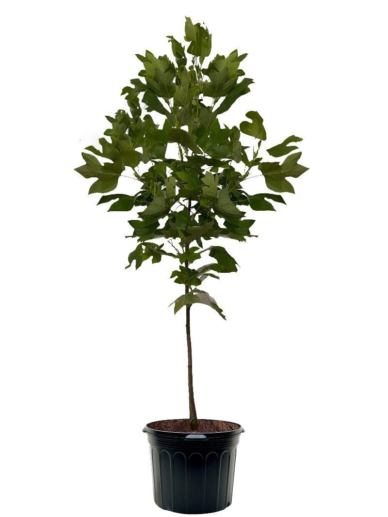Poplar - Tulip - #7 Pot | 4-5 ft