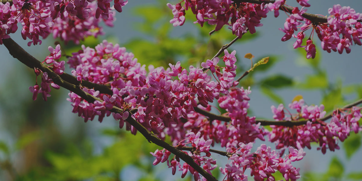 Redbud Planting Guide – Plant Me Green