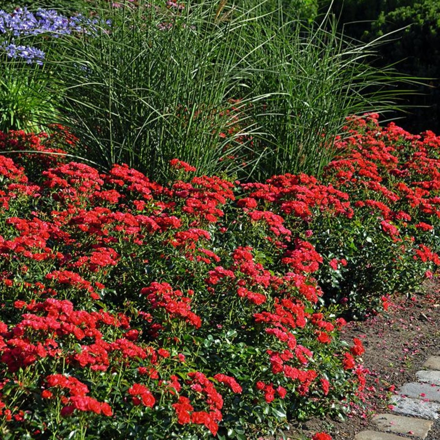 Rose - Flower Carpet® Mini Cherry – Plant Me Green