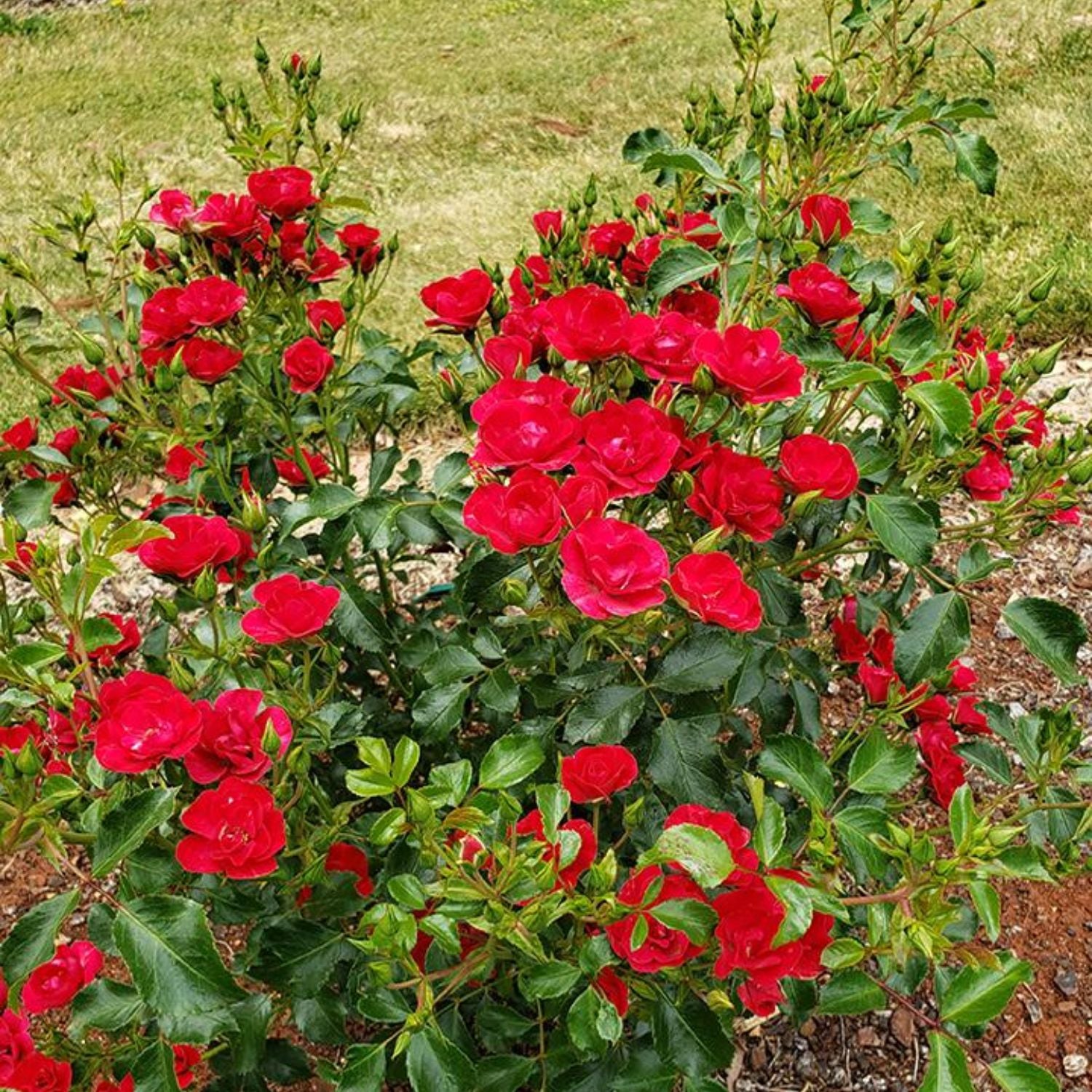 Rose_Flower_Carpet_Mini_Cherry