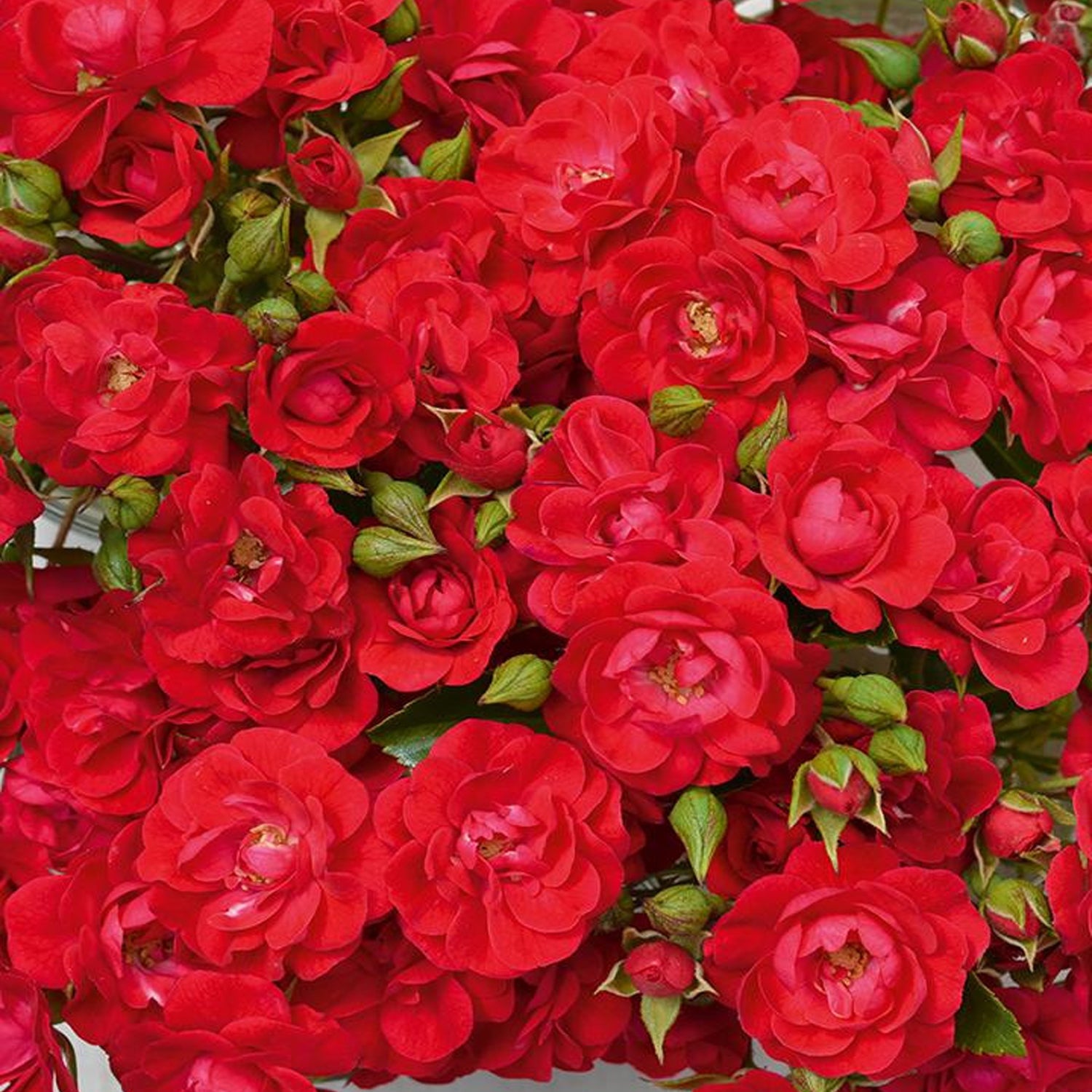 Rose - Flower Carpet® Mini Cherry – Plant Me Green