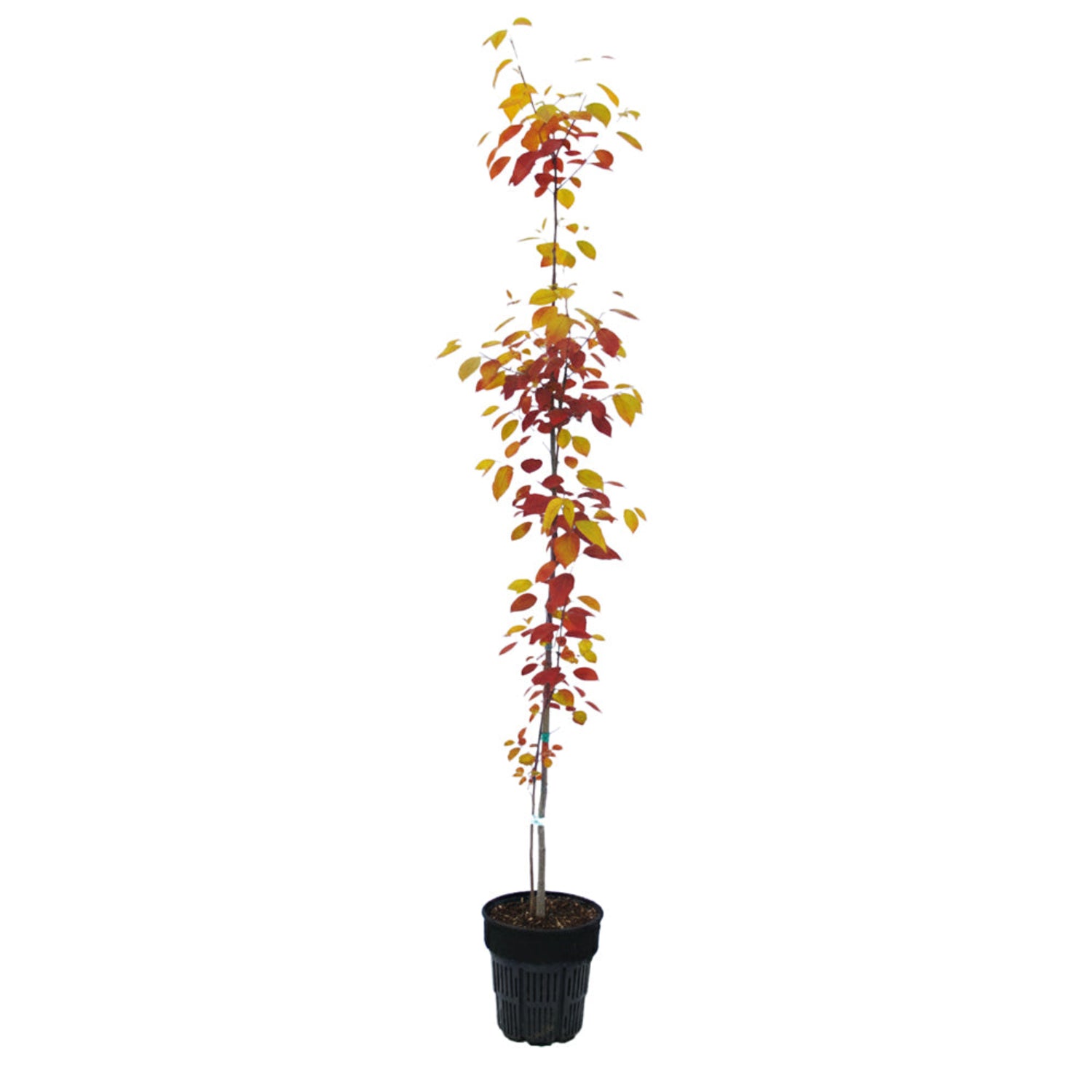 Zone 9 - Shade Trees – Plant Me Green