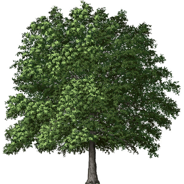 Plants for USDA Zone 5 – Tagged 