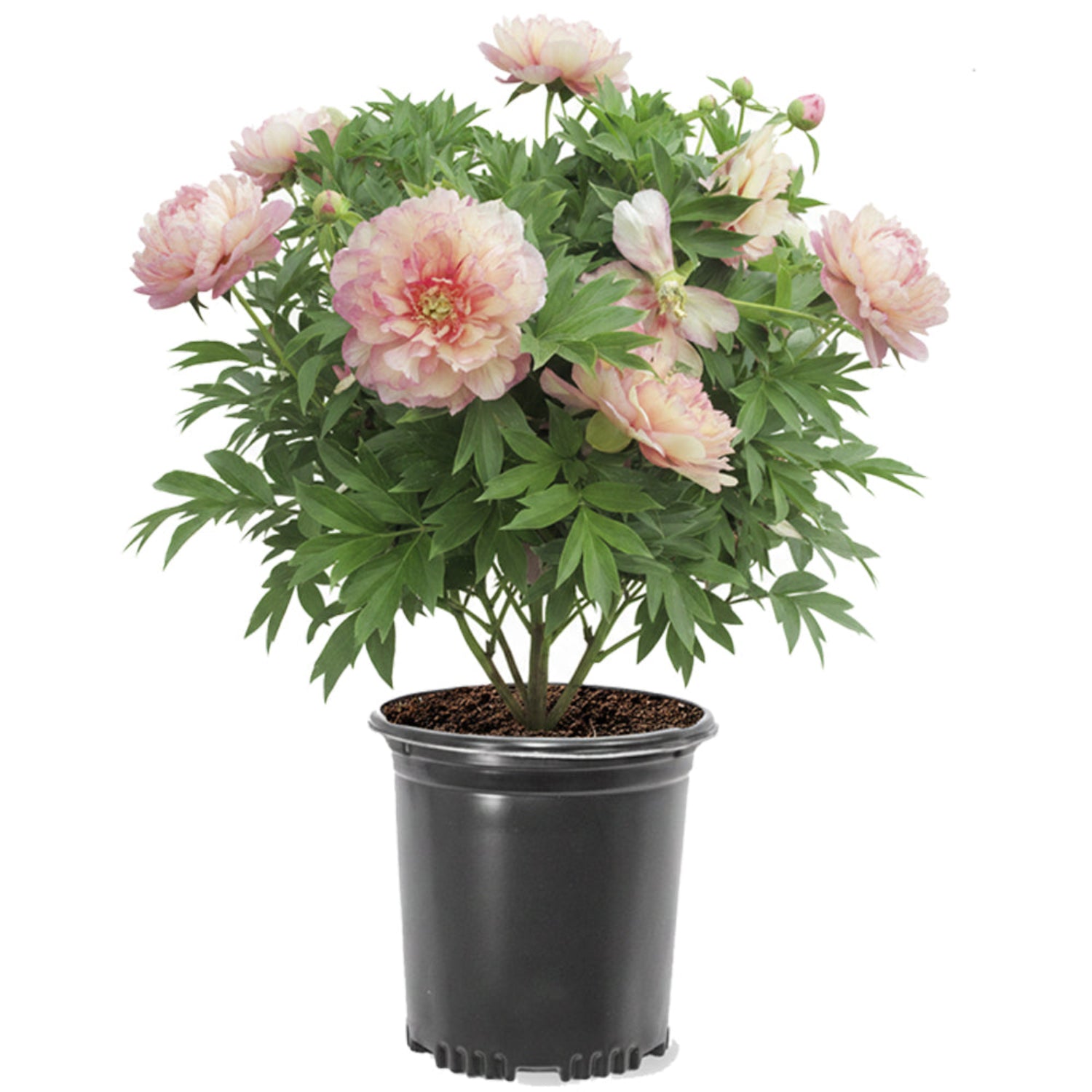 Peony - Garden Candy® Simply Scrumptious™ Itoh – Plant Me Green