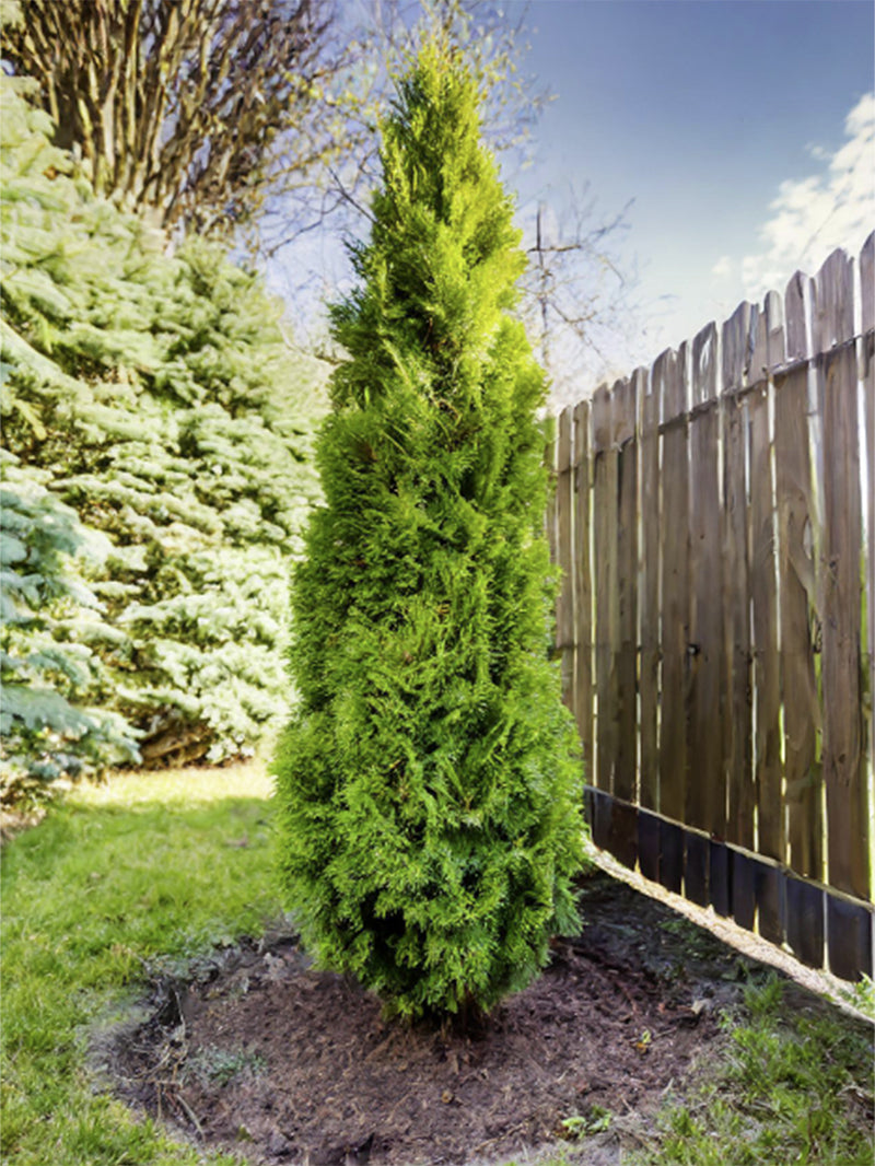 Arborvitae - Thuja American Pillar – Plant Me Green