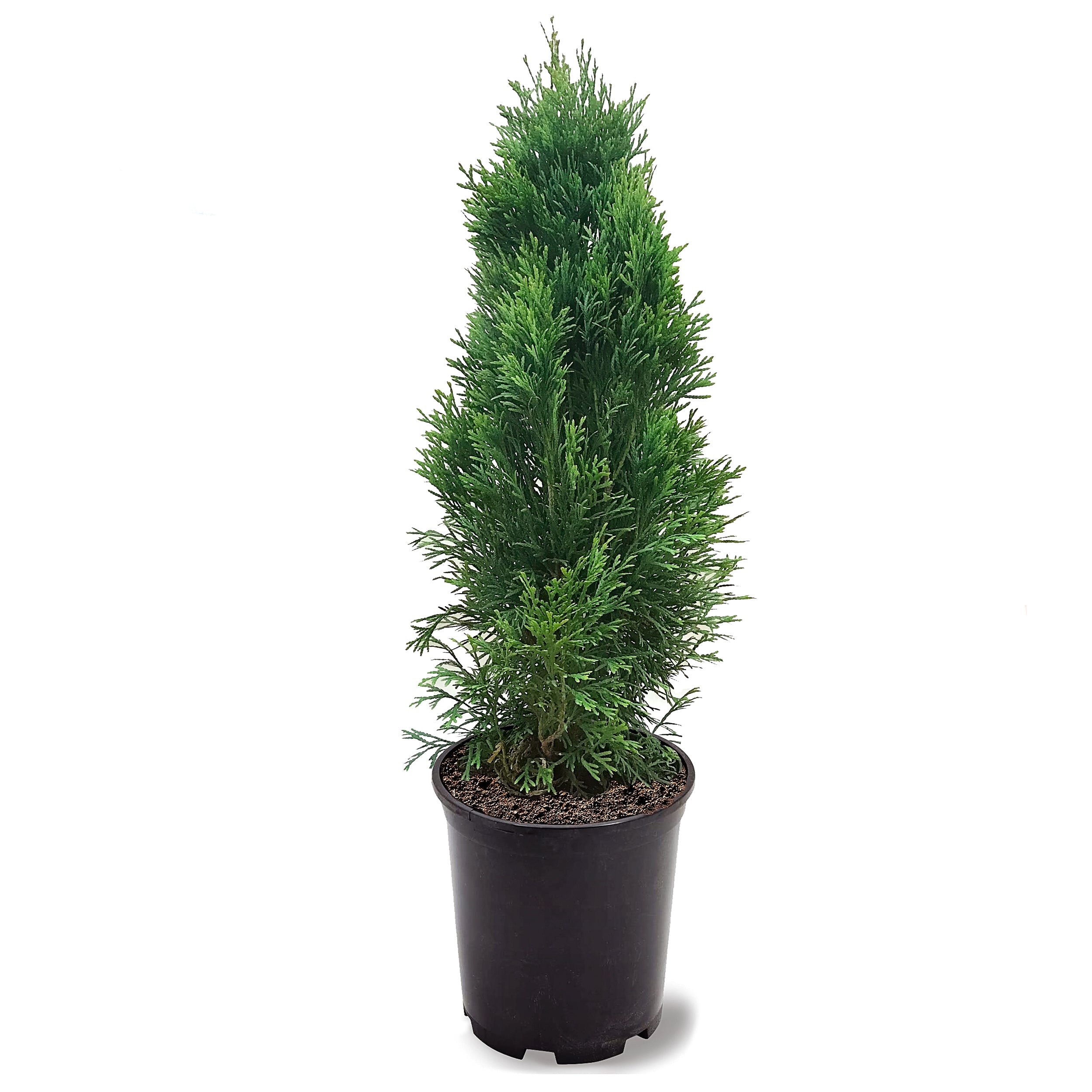 Fast-Growing Privacy Trees | Privacy Trees for Sale – Tagged 