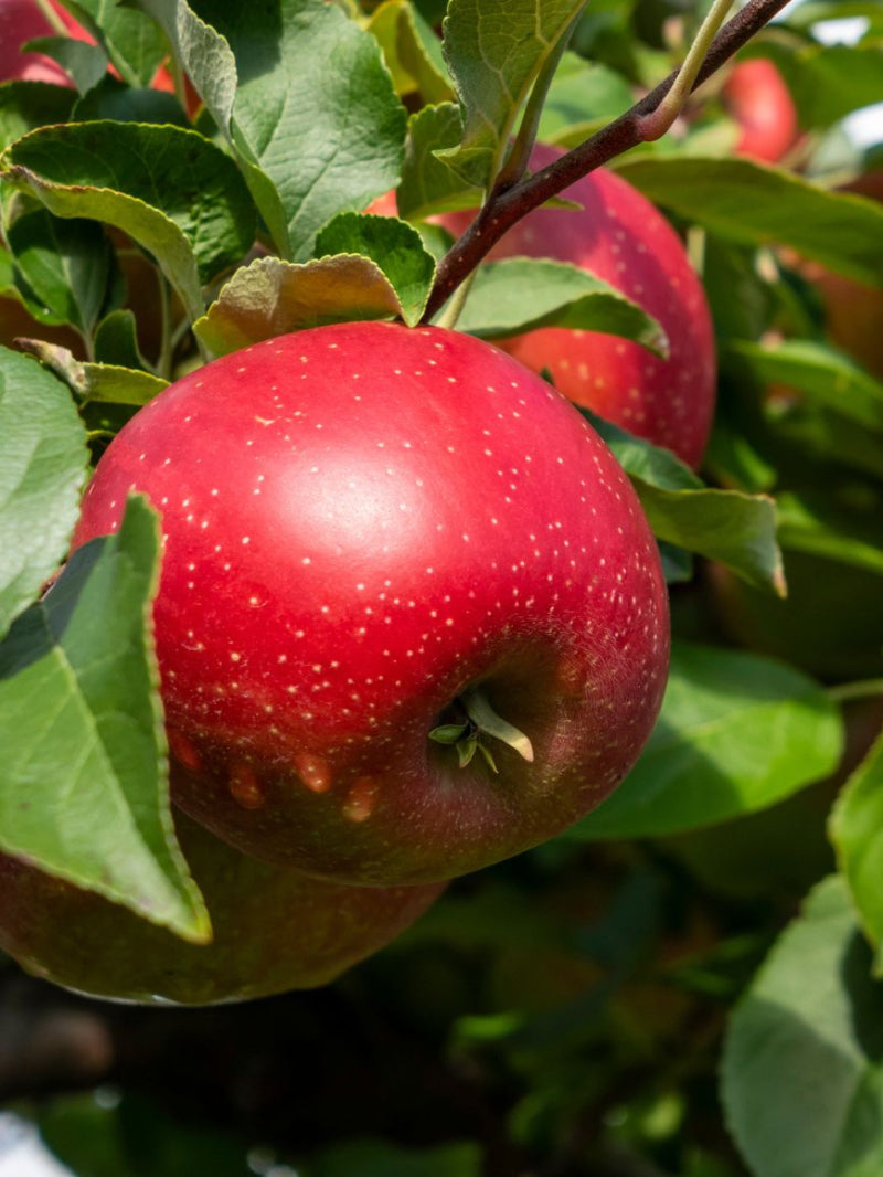 apple！！！ Haralson Apple | Apple Trees | Plant Me Green