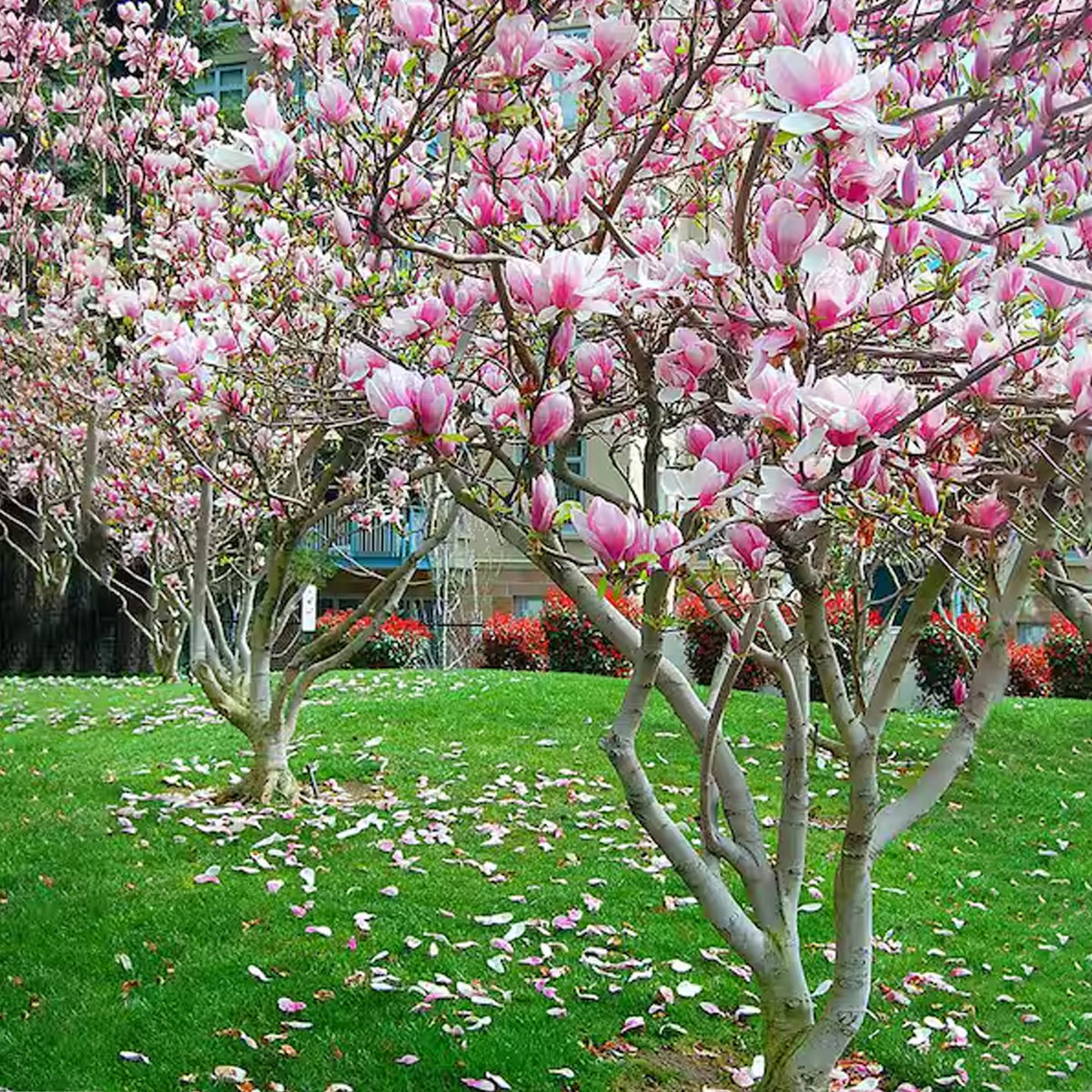 Mimi Tree Jane Japanese Magnolia Tree | Flowering Trees – Plant Me Green
